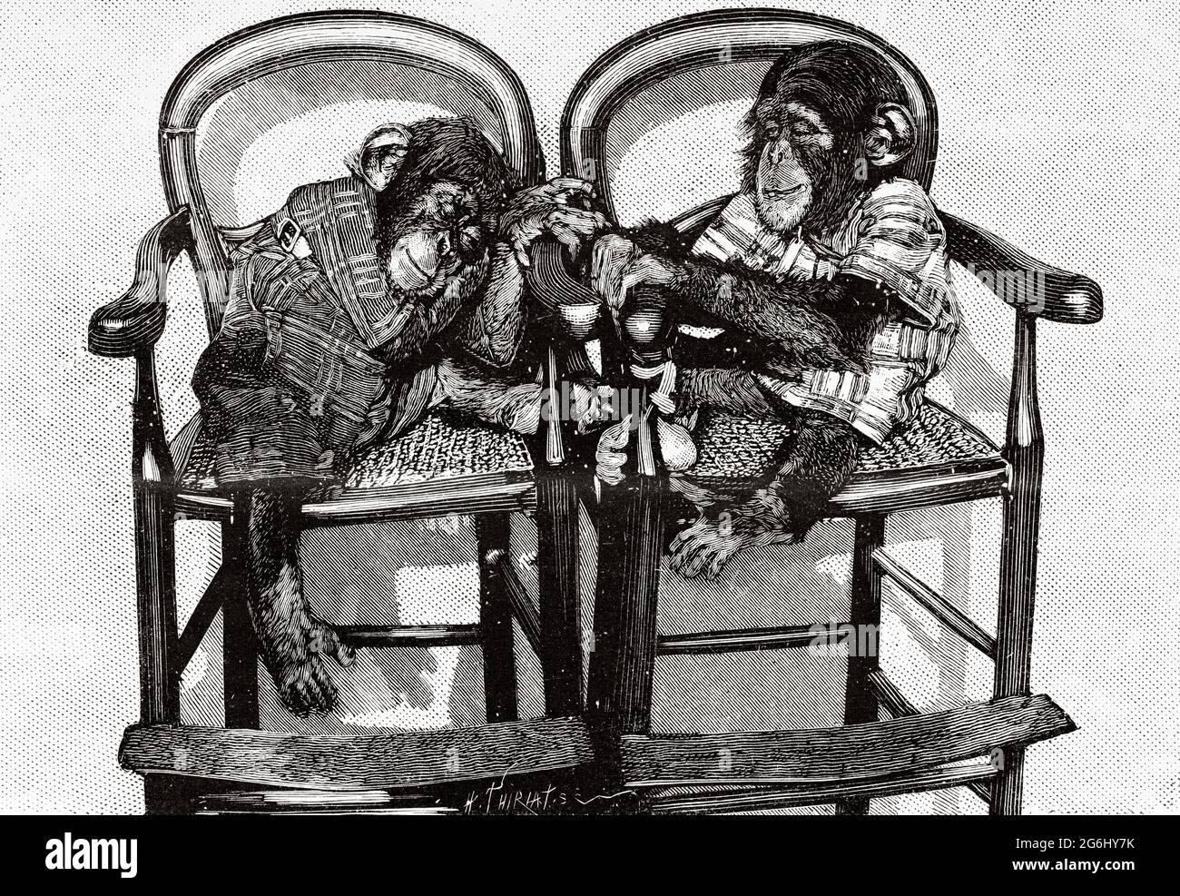 Young Senegalese chimpanzees collected by Doctor Paul Good. France, Europe. Old 19th century engraved illustration from La Nature 1888 Stock Photo