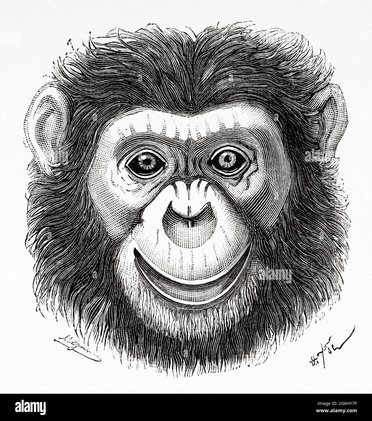 Face of an adult chimpanzee who lived in the Jardin des Plantes in Paris. France, Europe. Old 19th century engraved illustration from La Nature 1888 Stock Photo