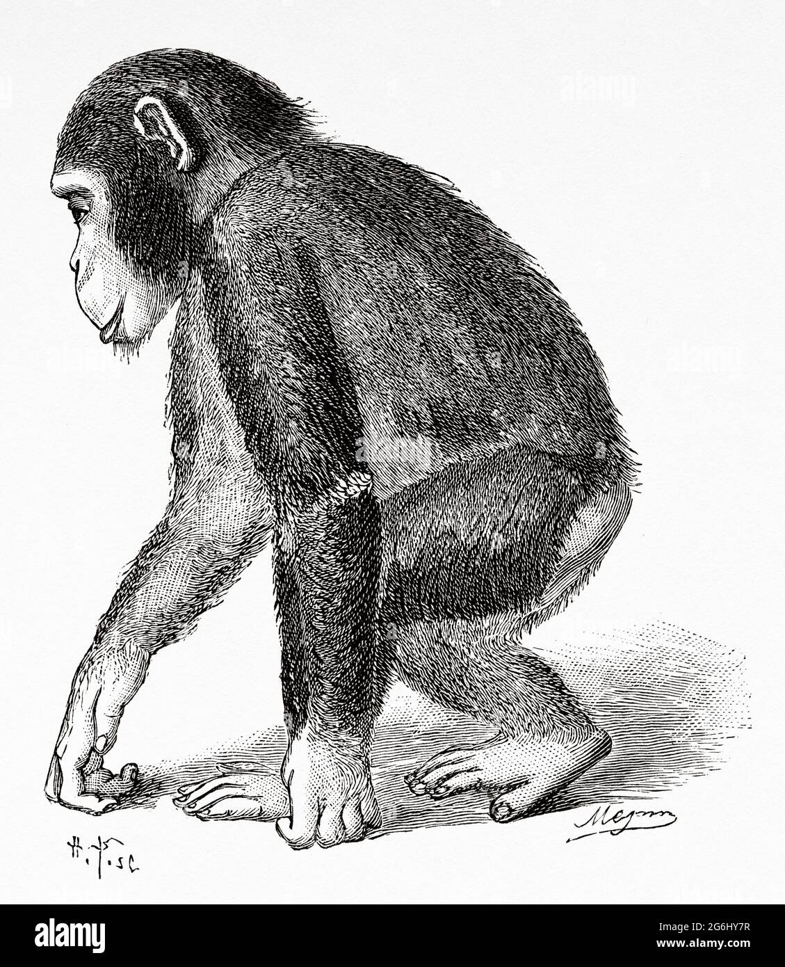 Adult chimpanzee who lived in the Jardin des Plantes in Paris. France, Europe. Old 19th century engraved illustration from La Nature 1888 Stock Photo