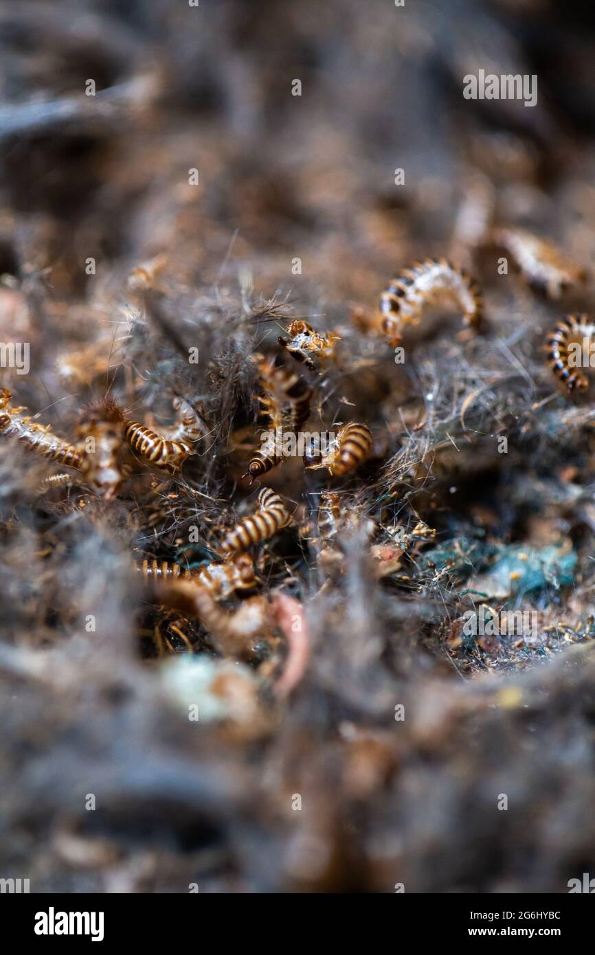 dead-maggots-on-the-remains-of-animal-stock-photo-alamy