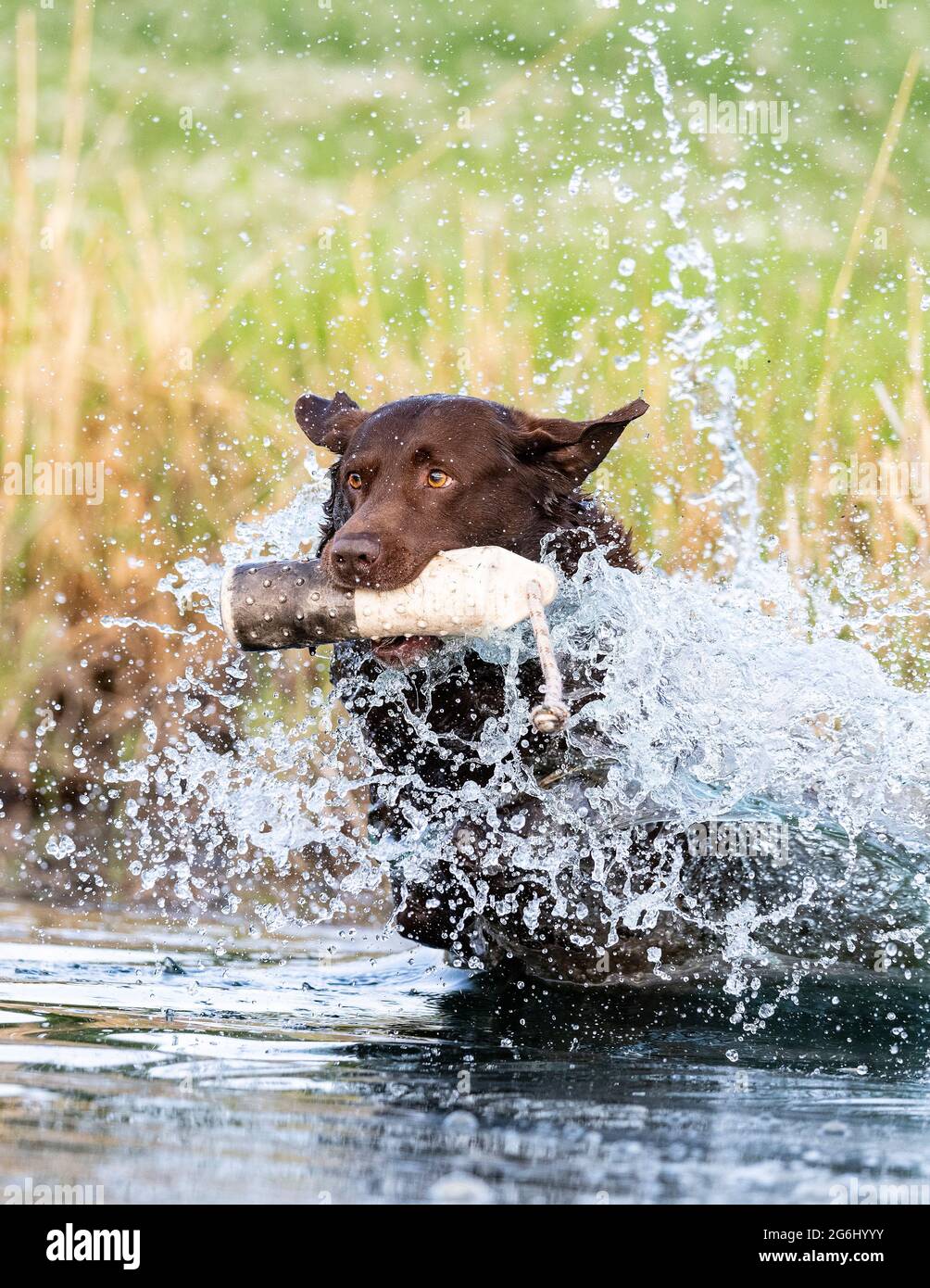 Chocolate lab hot sale training