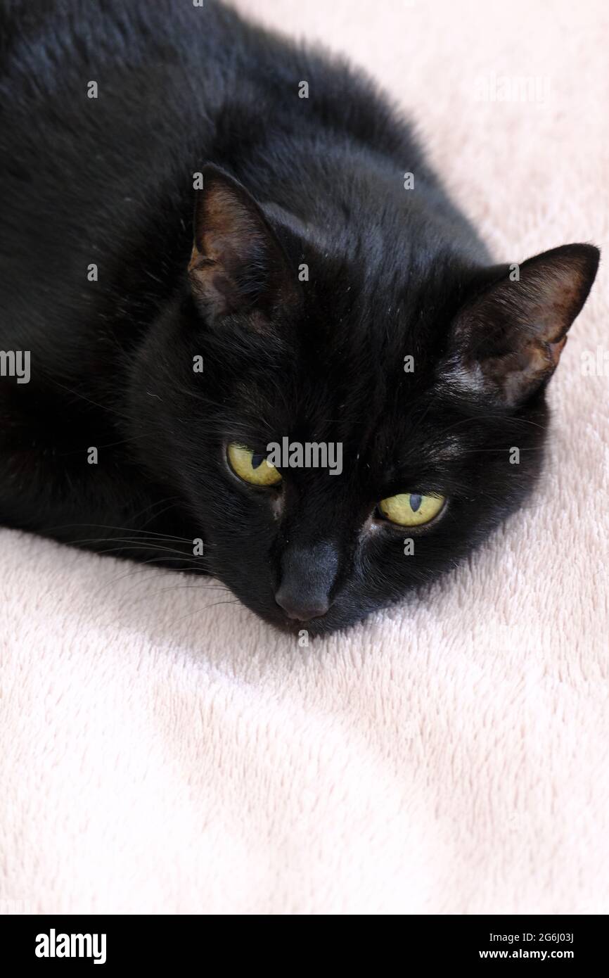 Single female adult black cat (Felis catus) lying down on pale pink blanket Stock Photo