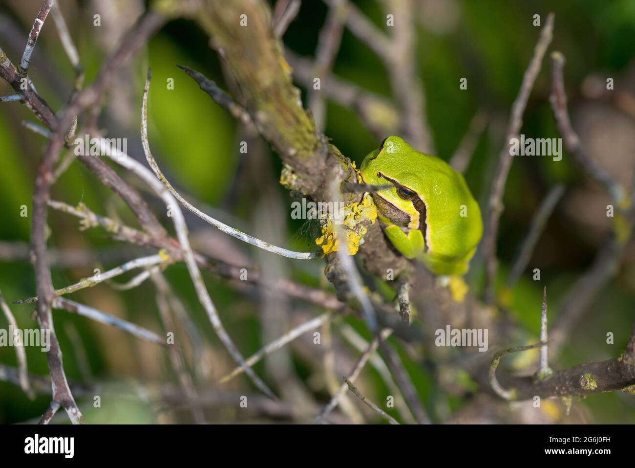European Tree Frog (Hyla arborea) adult resting in a bush in the dunes Stock Photo