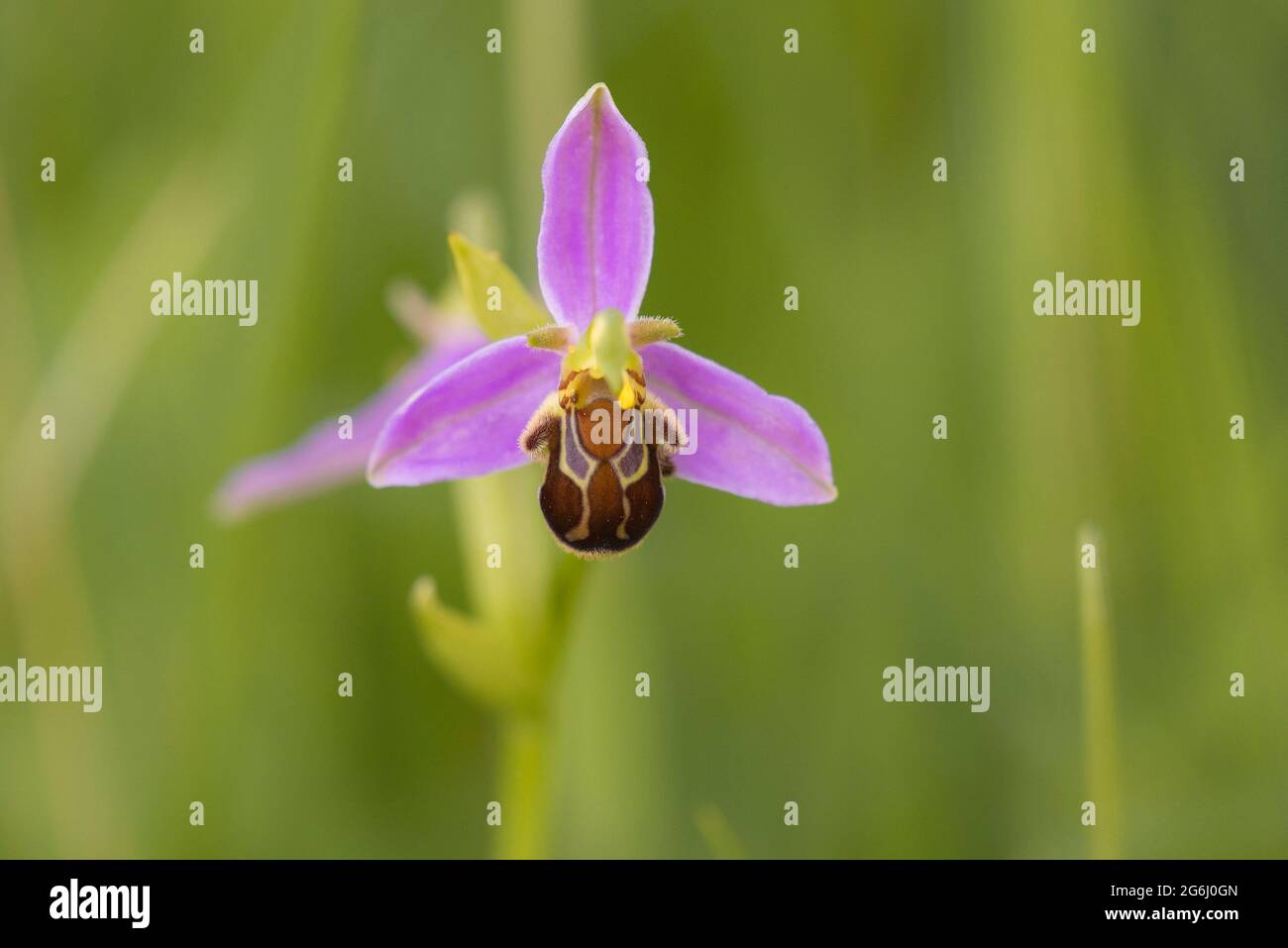 Bee Orchid (Ophrys apifera) flowering in a meadow with one flower Stock Photo