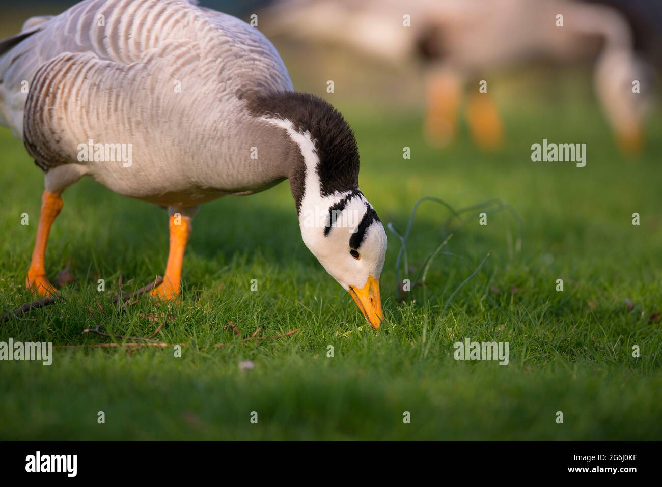 Bar-headed Goose (Anser indicus) two individuals foraging in a city park Stock Photo