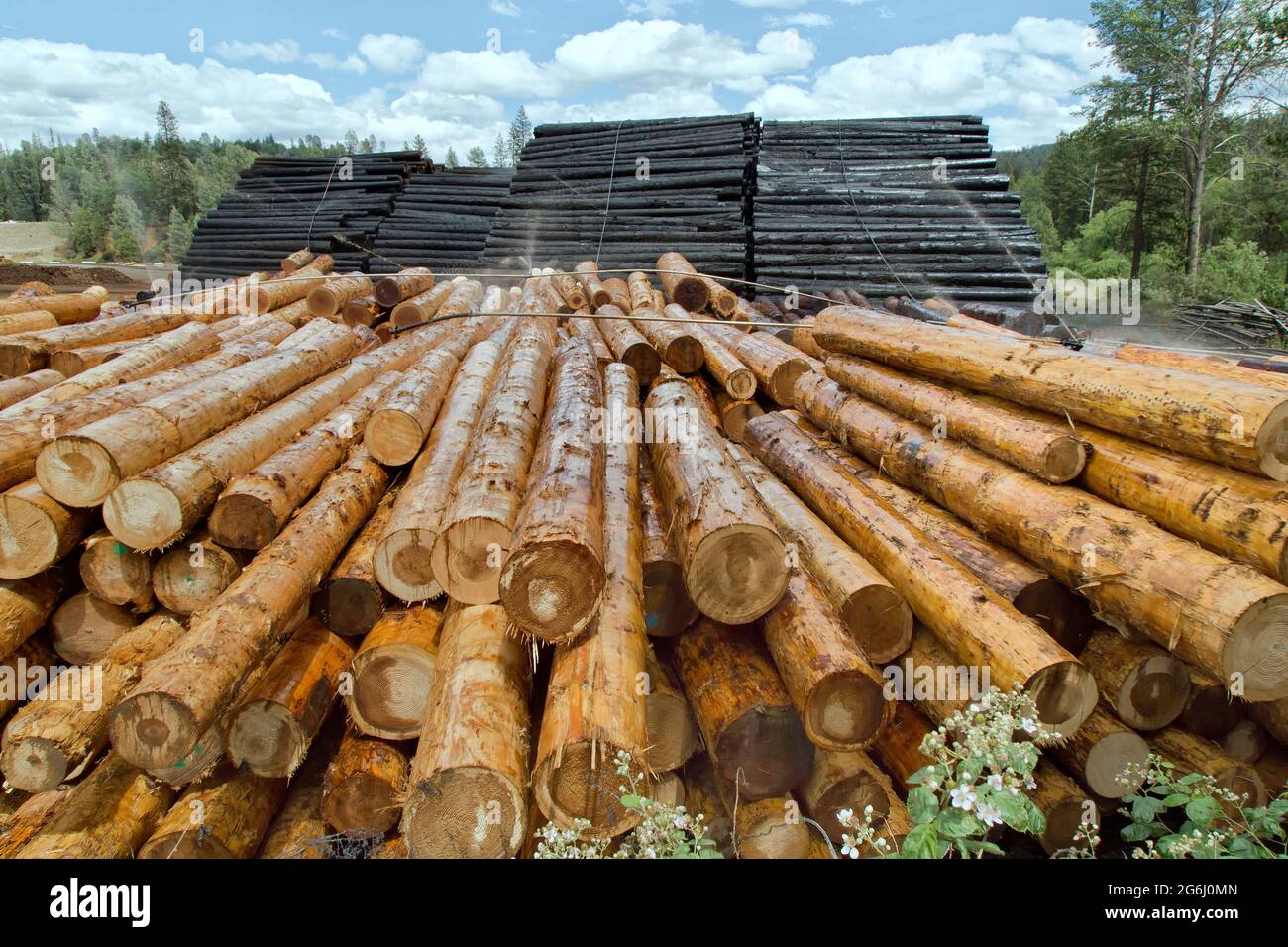 Harvested & peeled White Fir 'Abies concolor' logs, irrigating/treating wood to keep from insects & fungi at lumber mill. Stock Photo