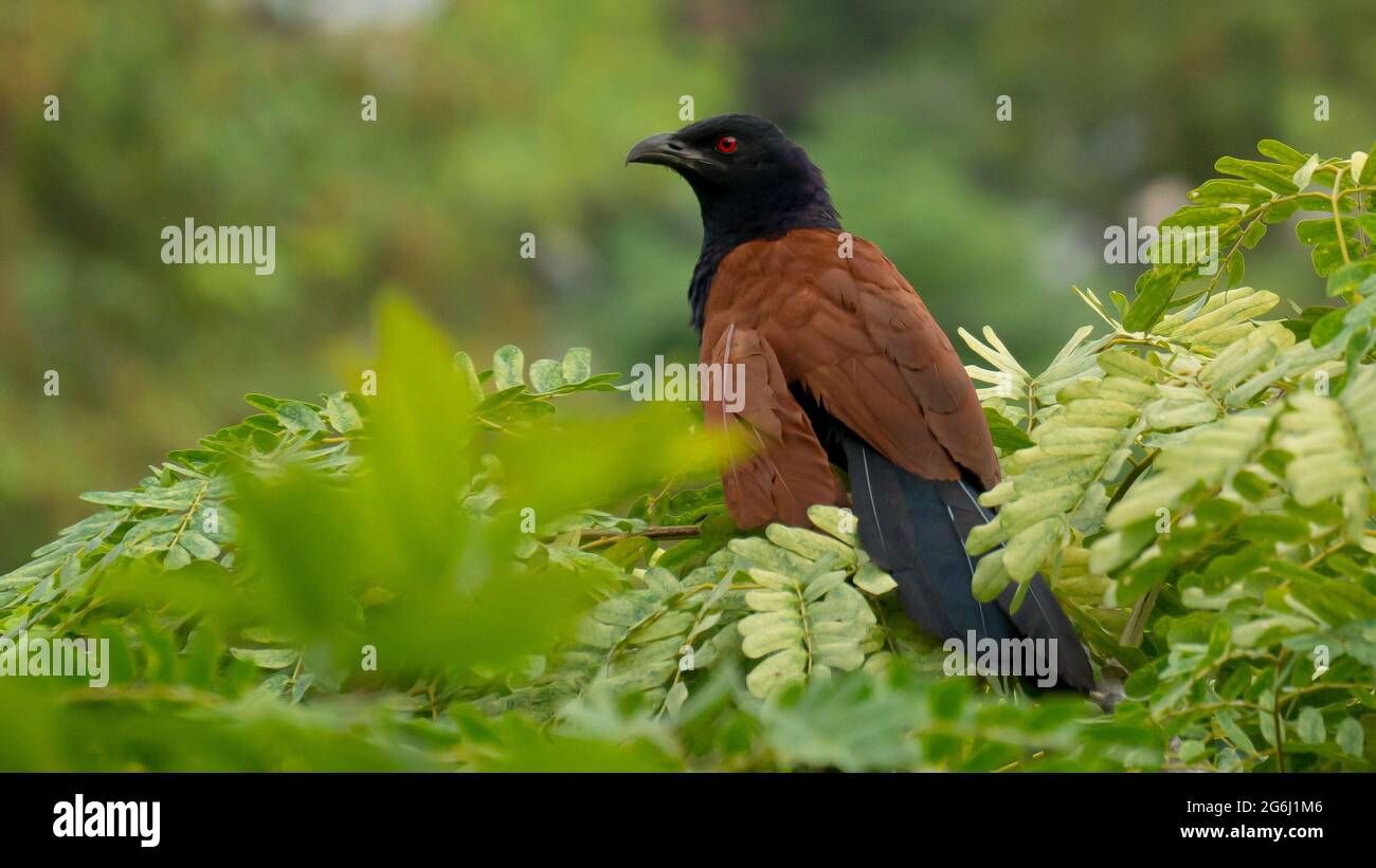 Greater Coucal Bird Belongs to Cuckoo Family sit on the tree with red eyes Stock Photo