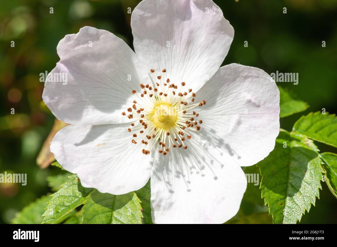 Close up of dog rose (rosa canina) flowers in bloom Stock Photo - Alamy