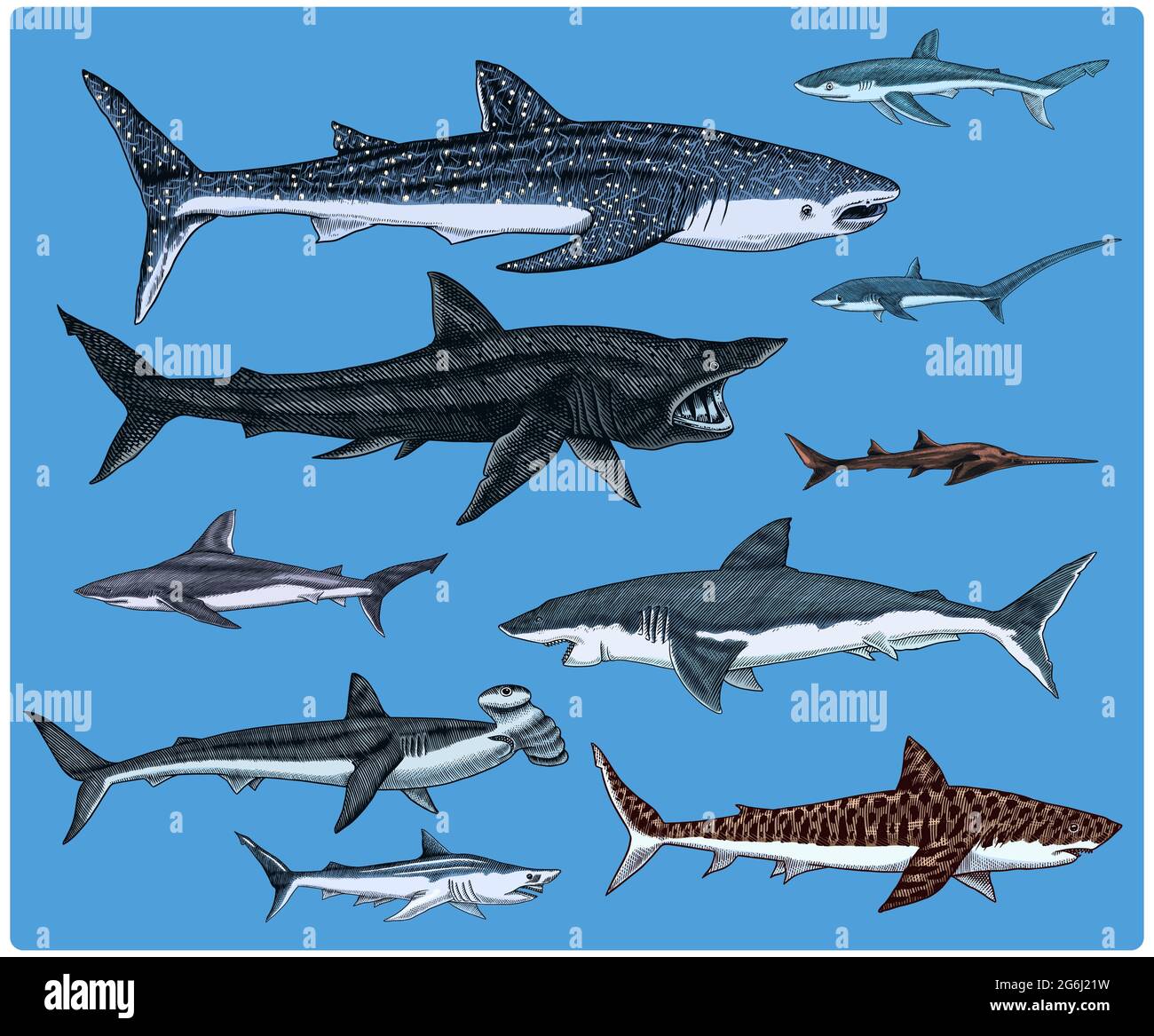 Sharks set.Great white shark, Sixgill sawshark. Basking Sand Tiger Hammerhead Thresher Atlantic Bull Mackerel Whale Blue sharks. Marine fish. Sea life Stock Vector