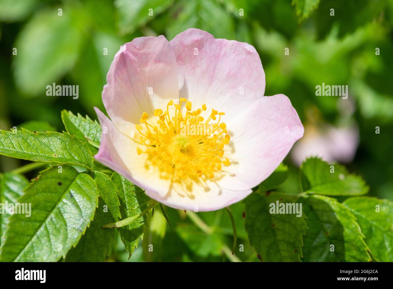 Close up of a dog rose (rosa canina) flower in bloom Stock Photo - Alamy