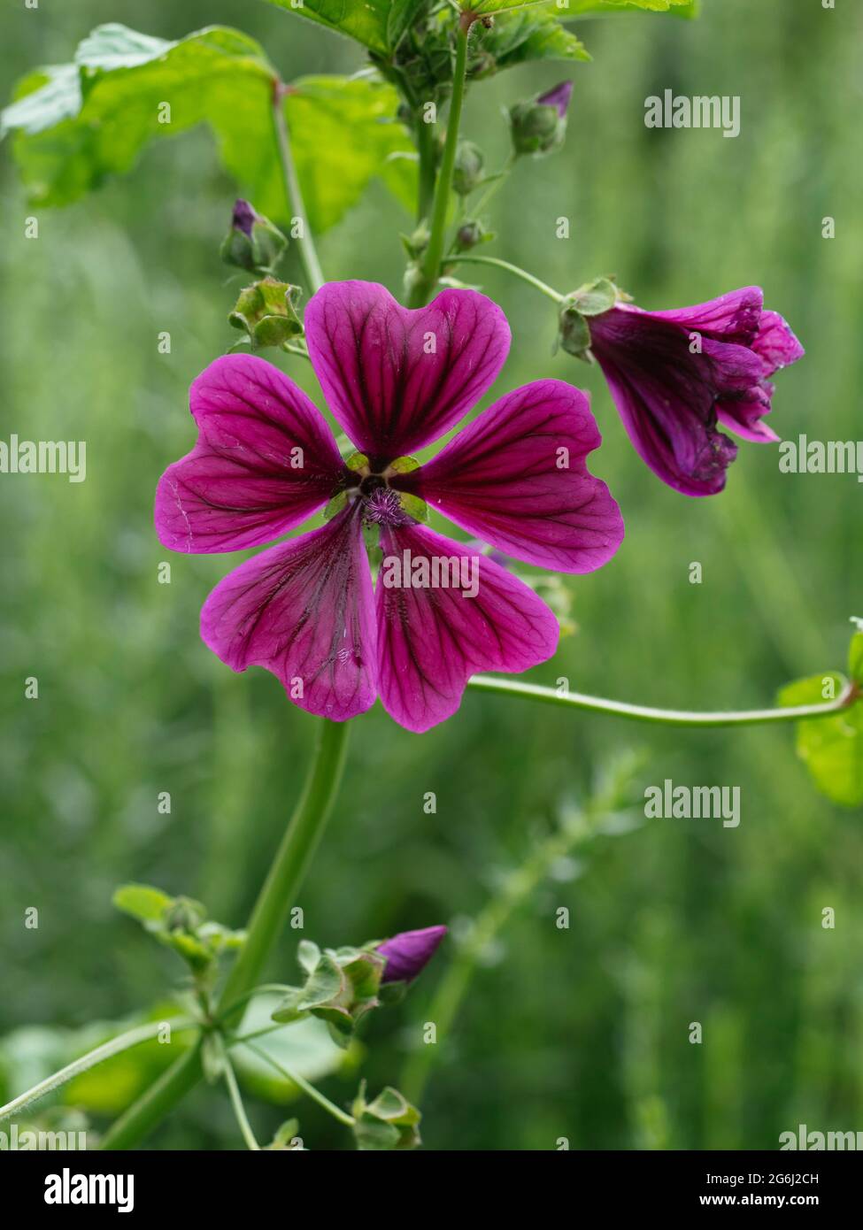 Blue mallow (Malva sylvestris) flowers Stock Photo - Alamy