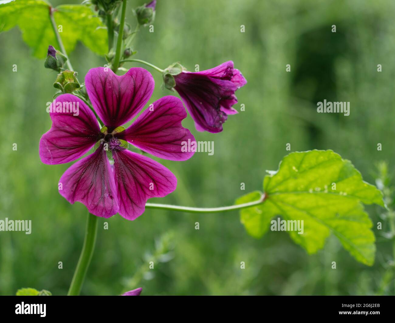 Blue mallow (Malva sylvestris) flowers Stock Photo