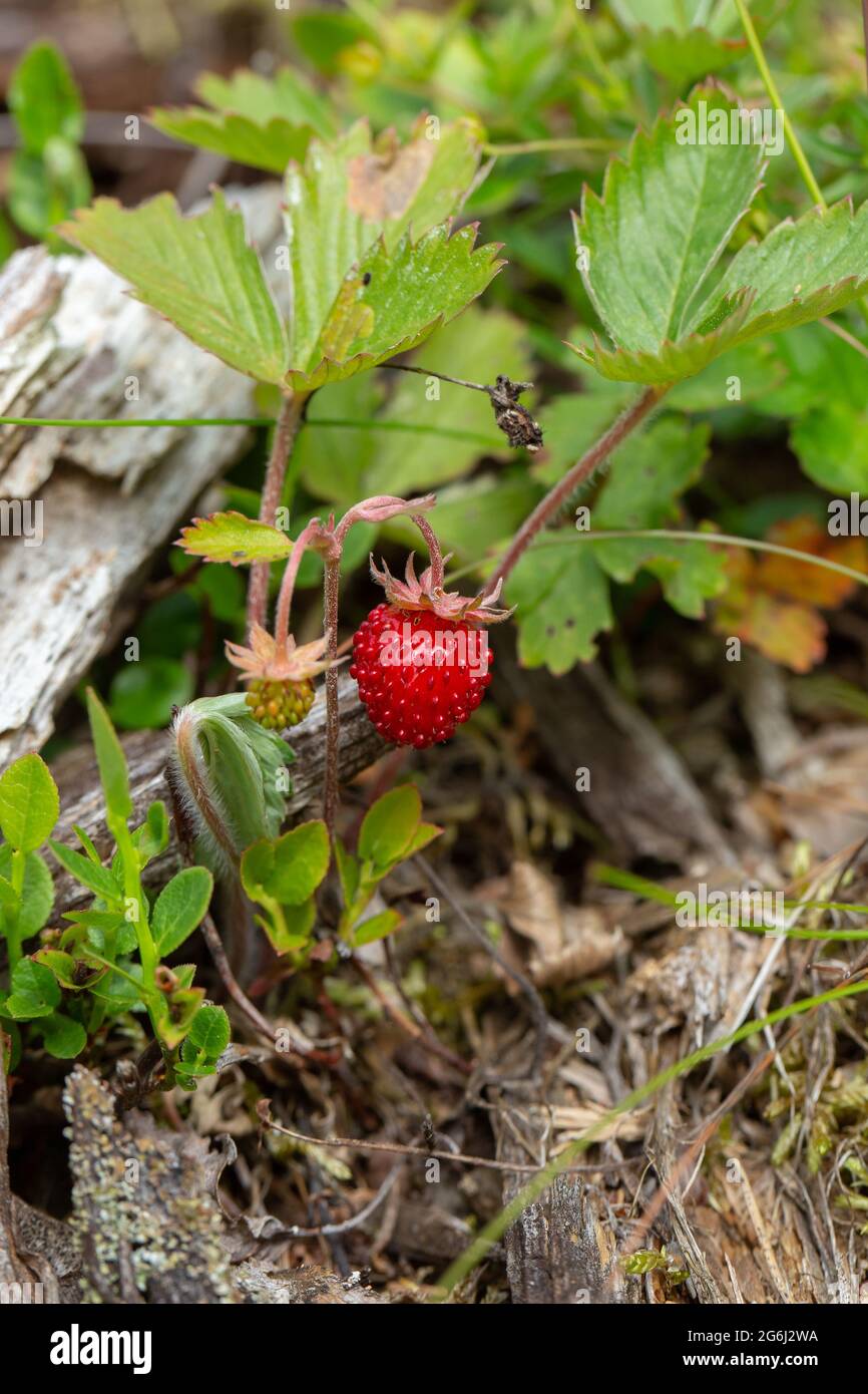 Wild strawberry plant on the dry forest ground Stock Photo - Alamy