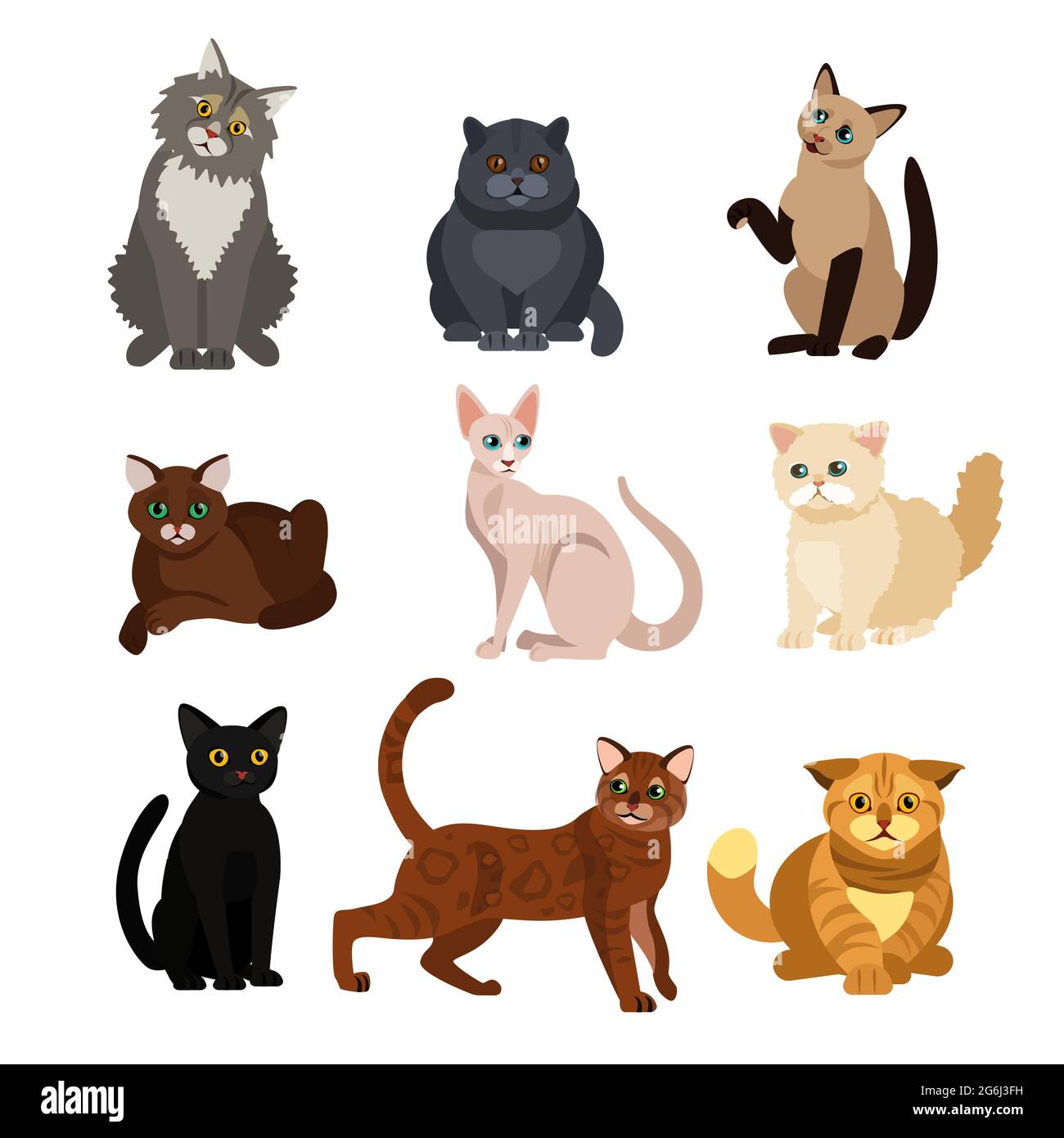 Vector illustrations of cat different breeds set, cute pet animals, lovely kitten on white background in flat style design. Stock Vector
