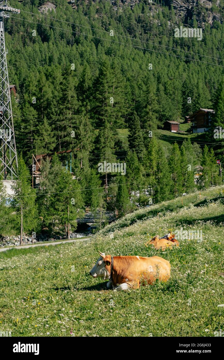 A Brown Cow Lying in a Green Meadow in the Swiss Alps - Zermatt ...