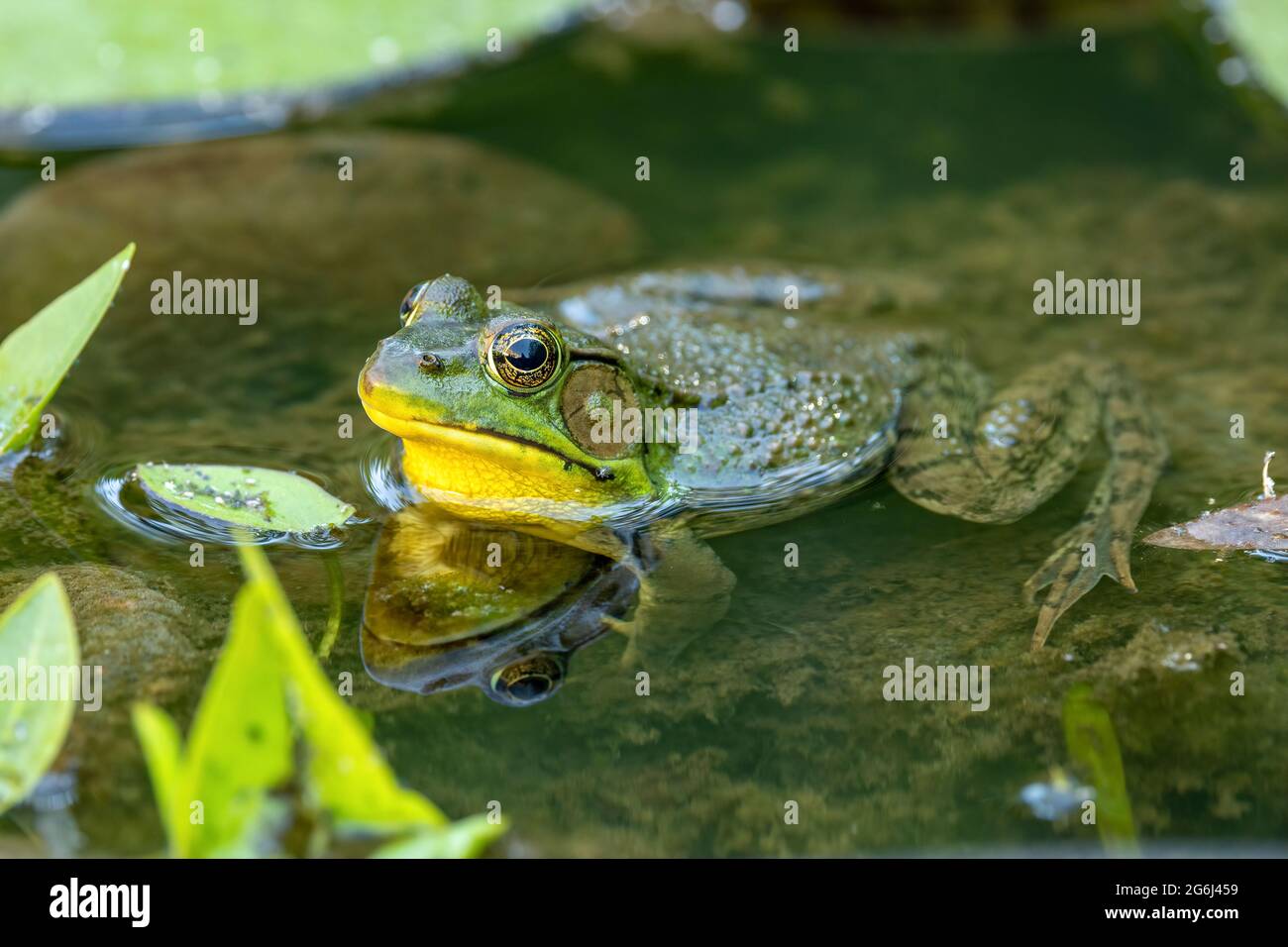 Green frog in backyard pond Stock Photo