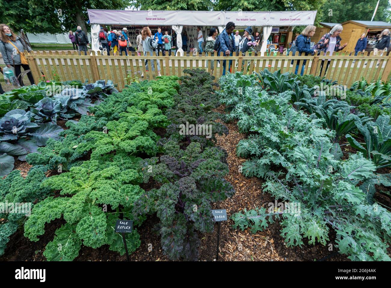 London, UK.  6 July 2021. Huge vegetables growing in the 'no dig' garden as the rescheduled RHS Hampton Court Palace Garden Festival opens to the public. No dig is a form of cultivation advocated by gardener Charles Dowding. Cancelled in 2020 due to the ongoing coronavirus pandemic, the world’s largest flower show includes gardens from inspiring designers, celebrity talks, demonstrations and workshops.  Visitors to the show are required to observe Covid-19 protocols.  Credit: Stephen Chung / Alamy Live News Stock Photo
