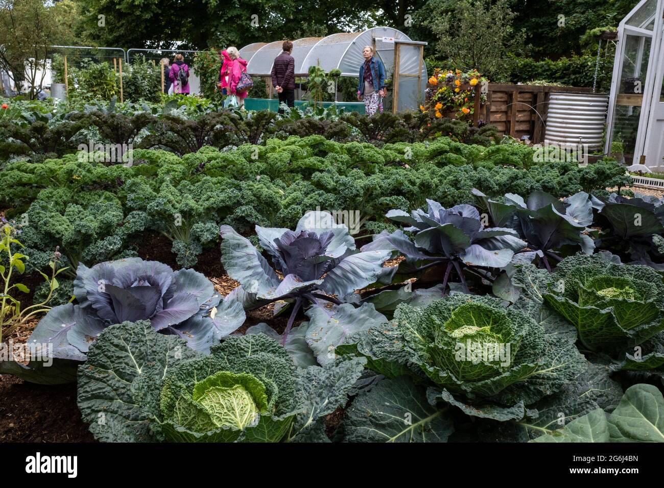 London, UK.  6 July 2021. Huge vegetables growing in the 'no dig' garden as the rescheduled RHS Hampton Court Palace Garden Festival opens to the public. No dig is a form of cultivation advocated by gardener Charles Dowding. Cancelled in 2020 due to the ongoing coronavirus pandemic, the world’s largest flower show includes gardens from inspiring designers, celebrity talks, demonstrations and workshops.  Visitors to the show are required to observe Covid-19 protocols.  Credit: Stephen Chung / Alamy Live News Stock Photo
