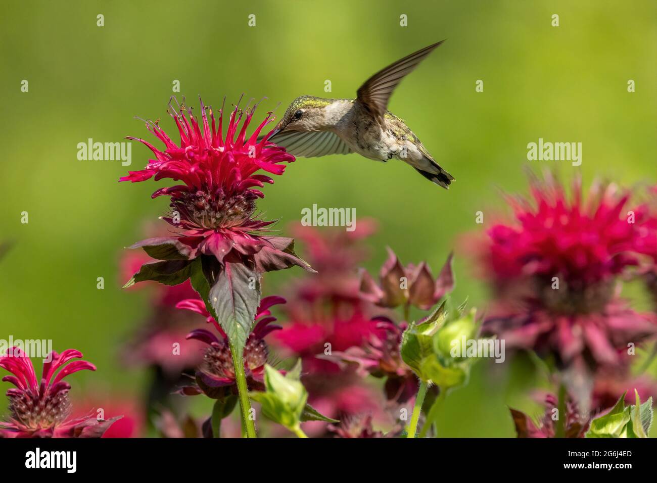 Ruby-throated hummingbird on bee balm Stock Photo