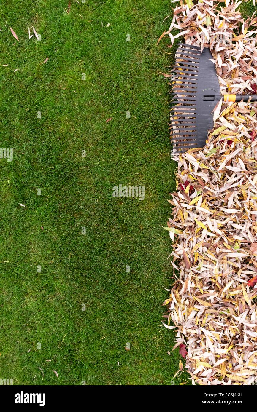 Pile of fall leaves with fan rake on lawn Stock Photo - Alamy