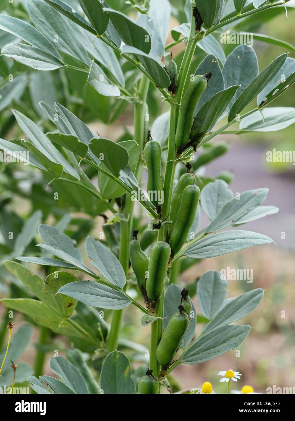 Field beans (Vicia faba var. minor) with pods. Stock Photo
