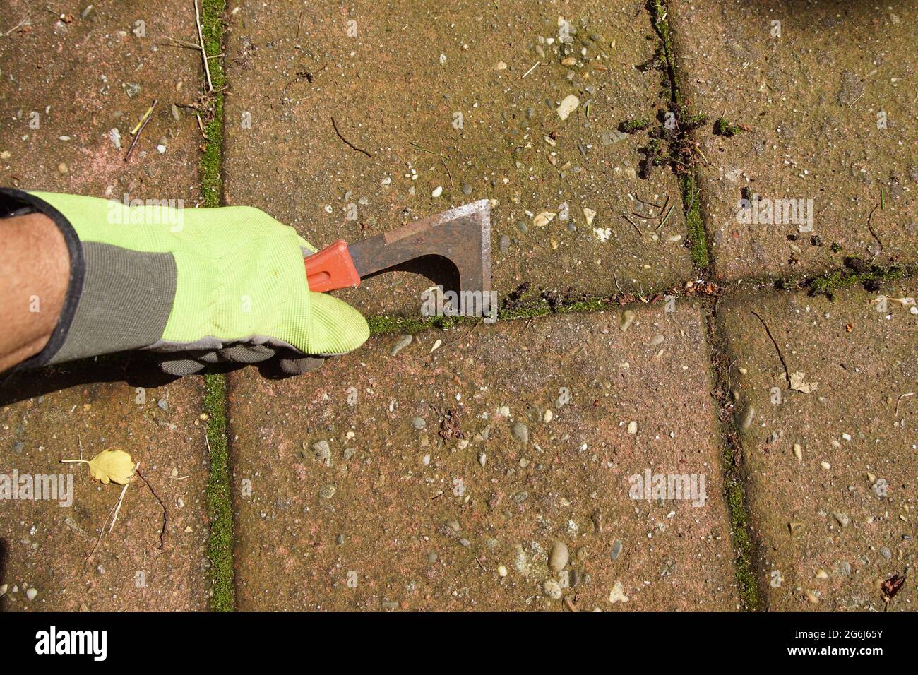 Holding a grout scraper or weed scraper for removing moss and weeds in