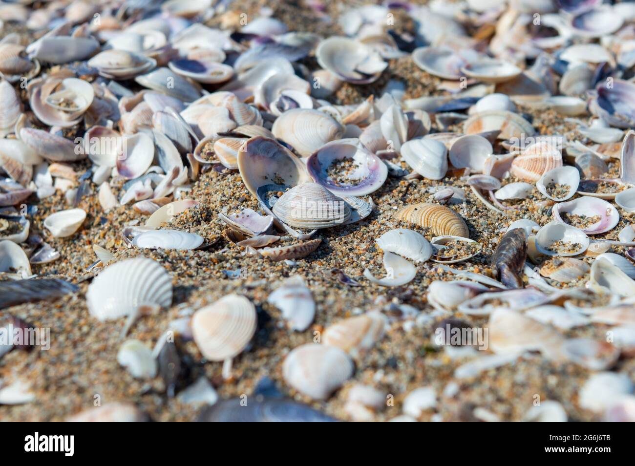 Colorful shells hires stock photography and images  Alamy