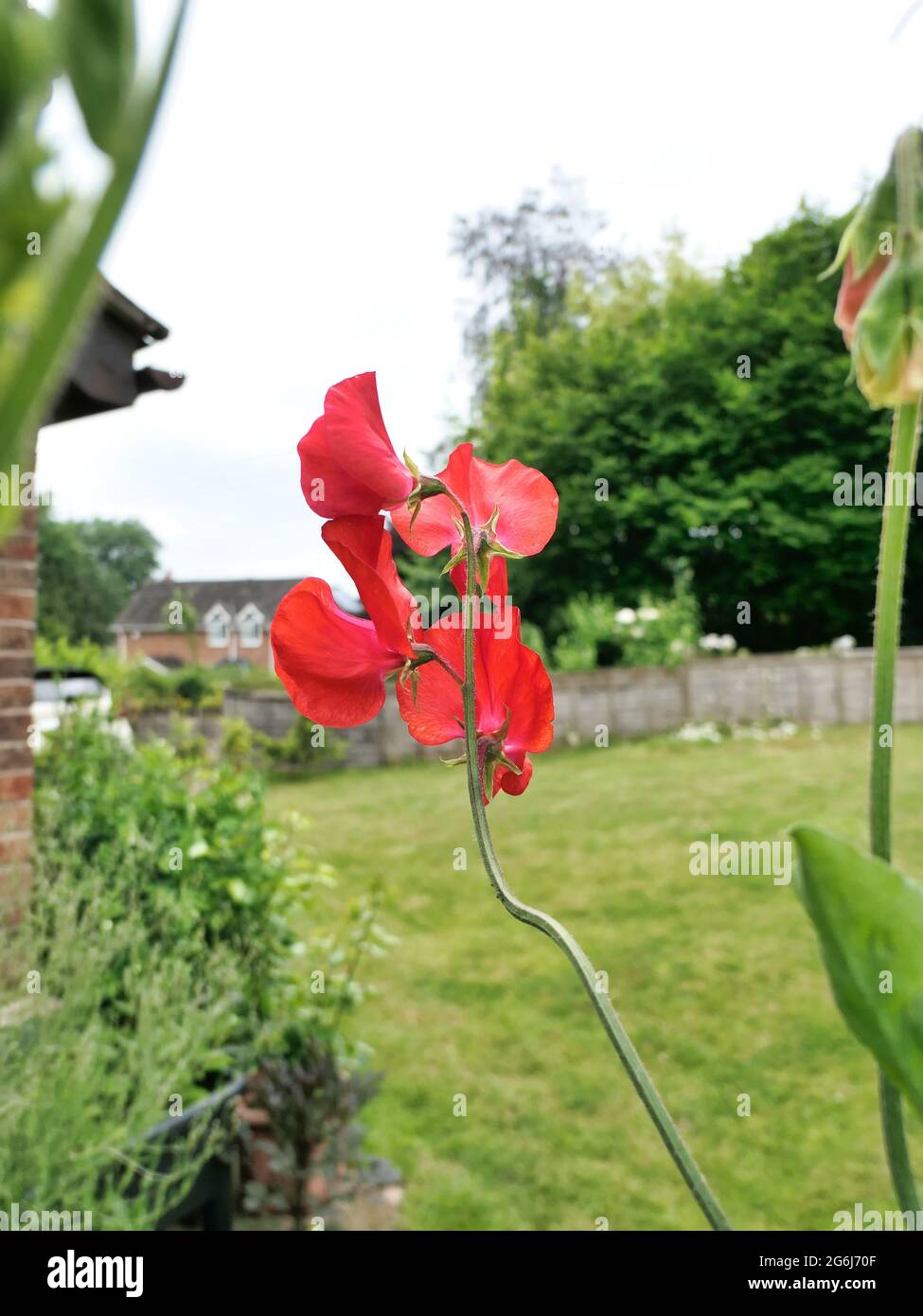 Sweet pea “Red Ensign” Stock Photo