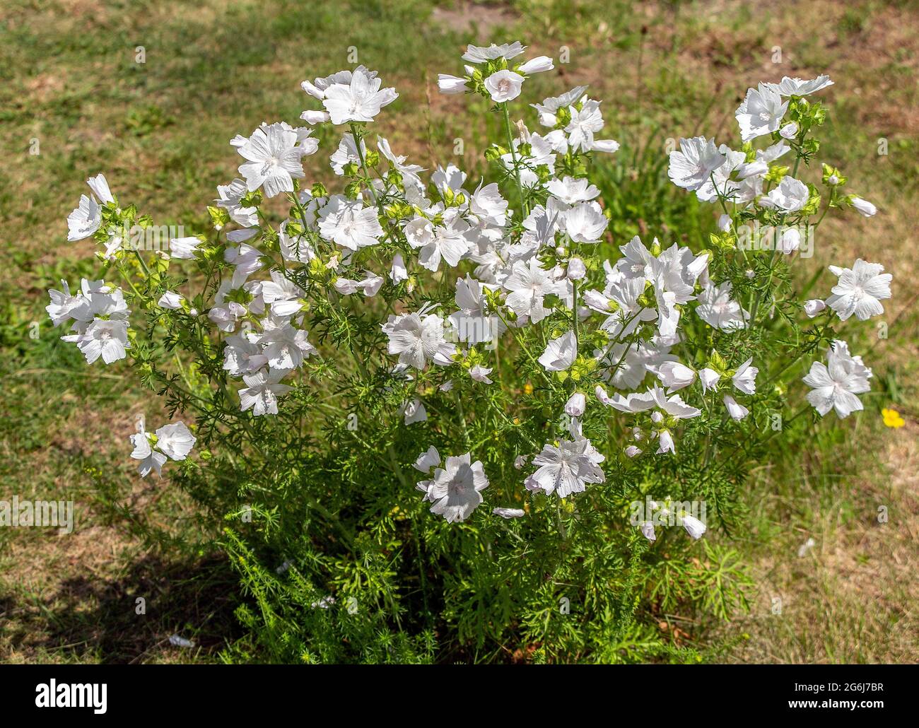 Malva moschata forma alba white musk mallow flowers Stock Photo