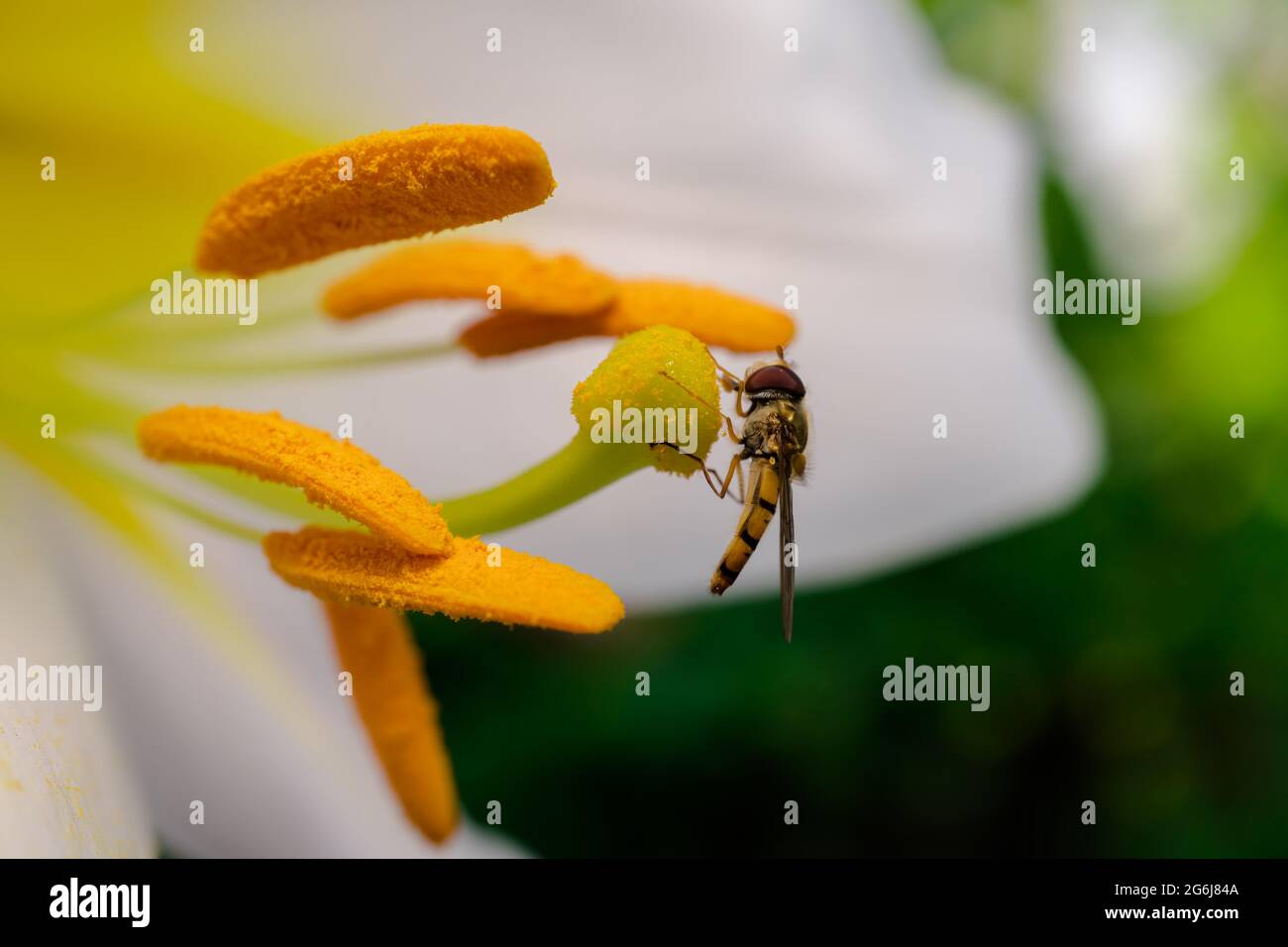 Lily summer insect hi-res stock photography and images - Alamy