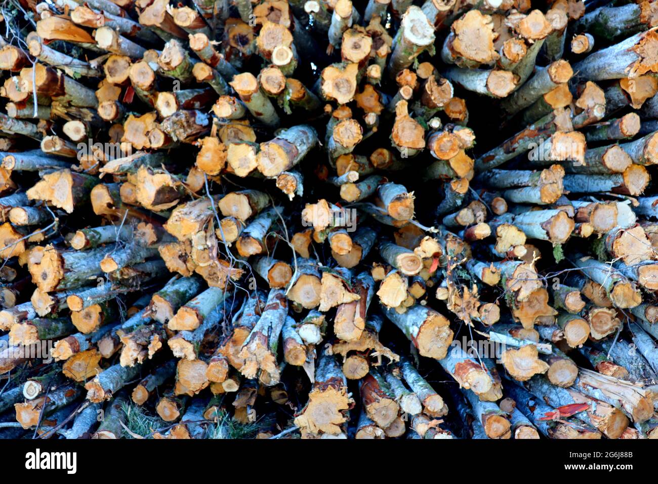 Cutting down trees, preparing firewood for heating houses Stock Photo