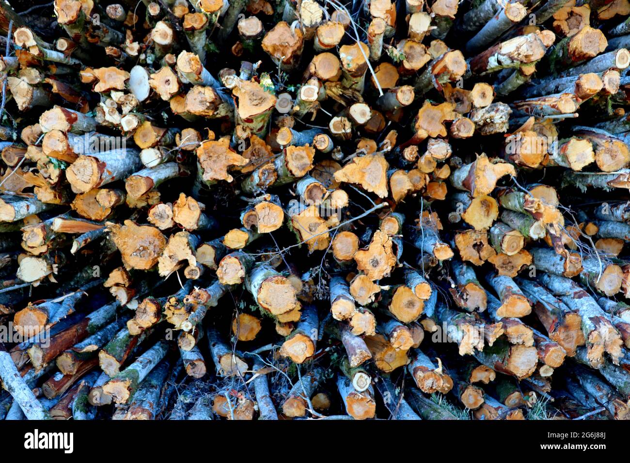 Cutting down trees, preparing firewood for heating houses Stock Photo