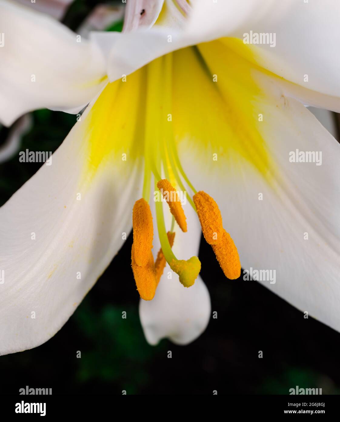 Lily flower with white petals, pistil and stamens close-up Stock Photo