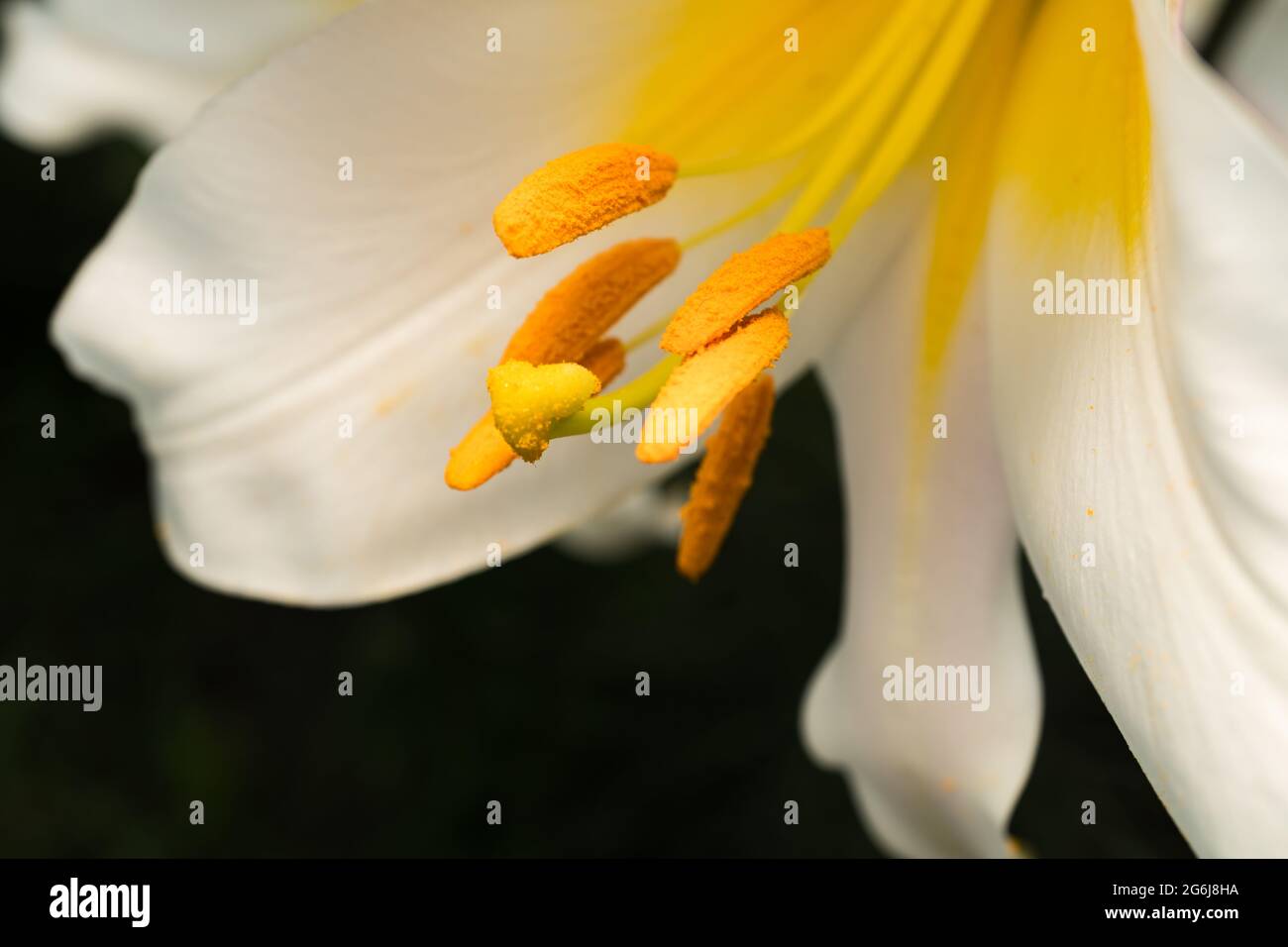 Lily flower with white petals, pistil and stamens close-up Stock Photo