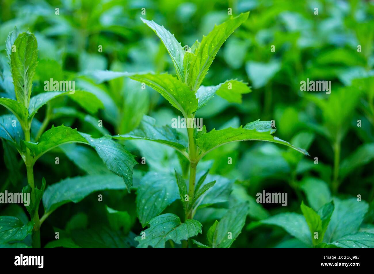 lush mints background.Green mint leaves pattern layout design. Ecology natural creative concept. Green mint leaves with raindrops on top. green. Stock Photo