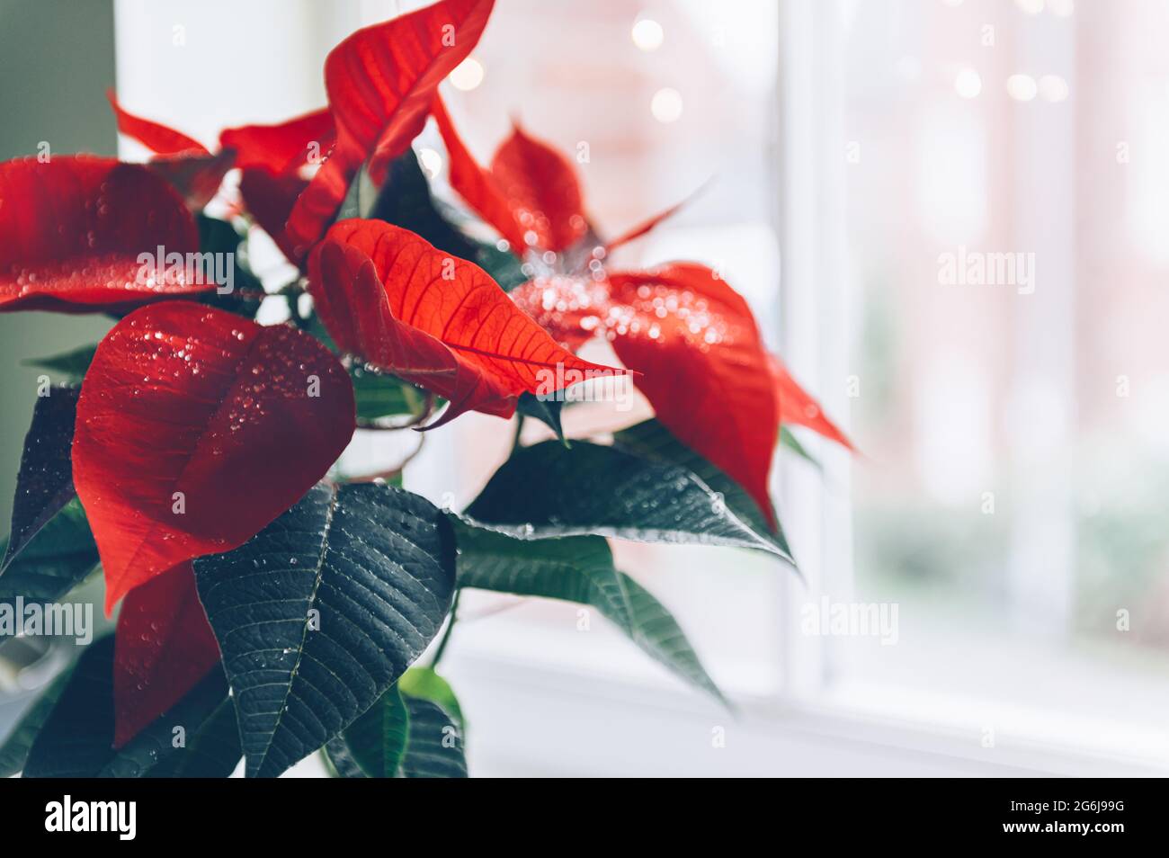 Christmas Poinsettia in ceramic pot Stock Photo Alamy