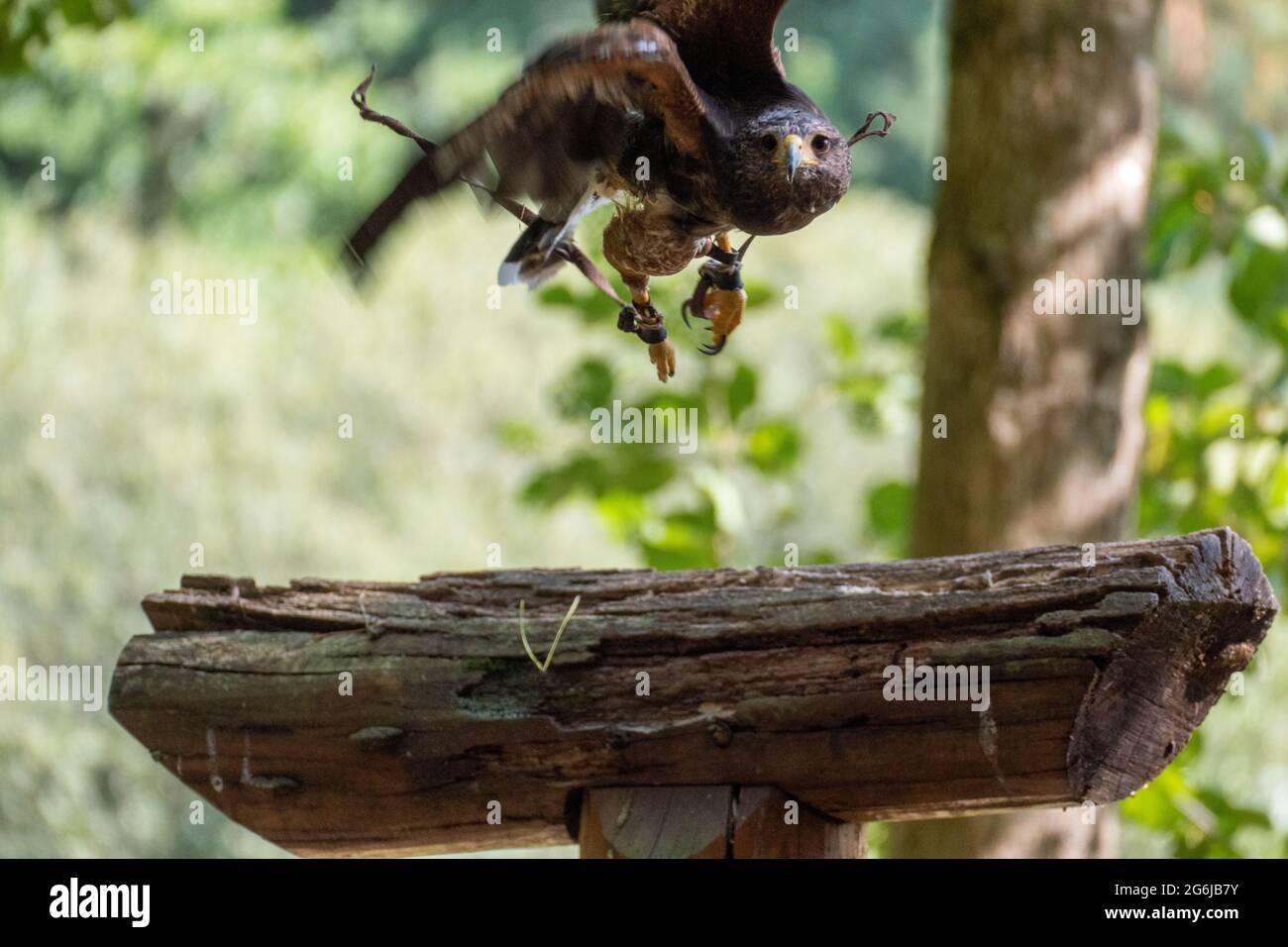 Falke mit Leine an den Beinen kommt angeflogen Stock Photo