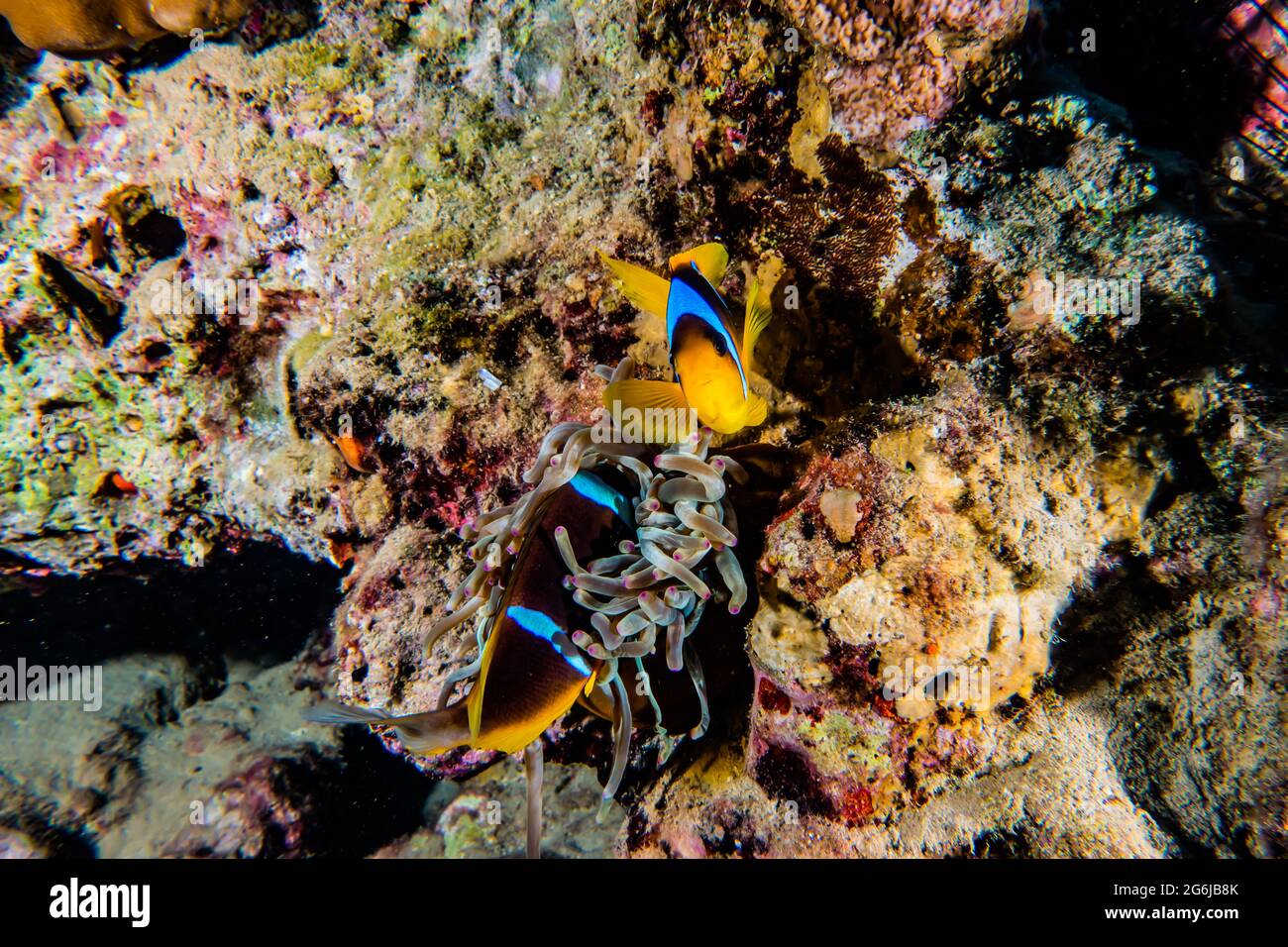 Clownfish in the Red Sea Colorful and beautiful, Eilat Israel Stock Photo