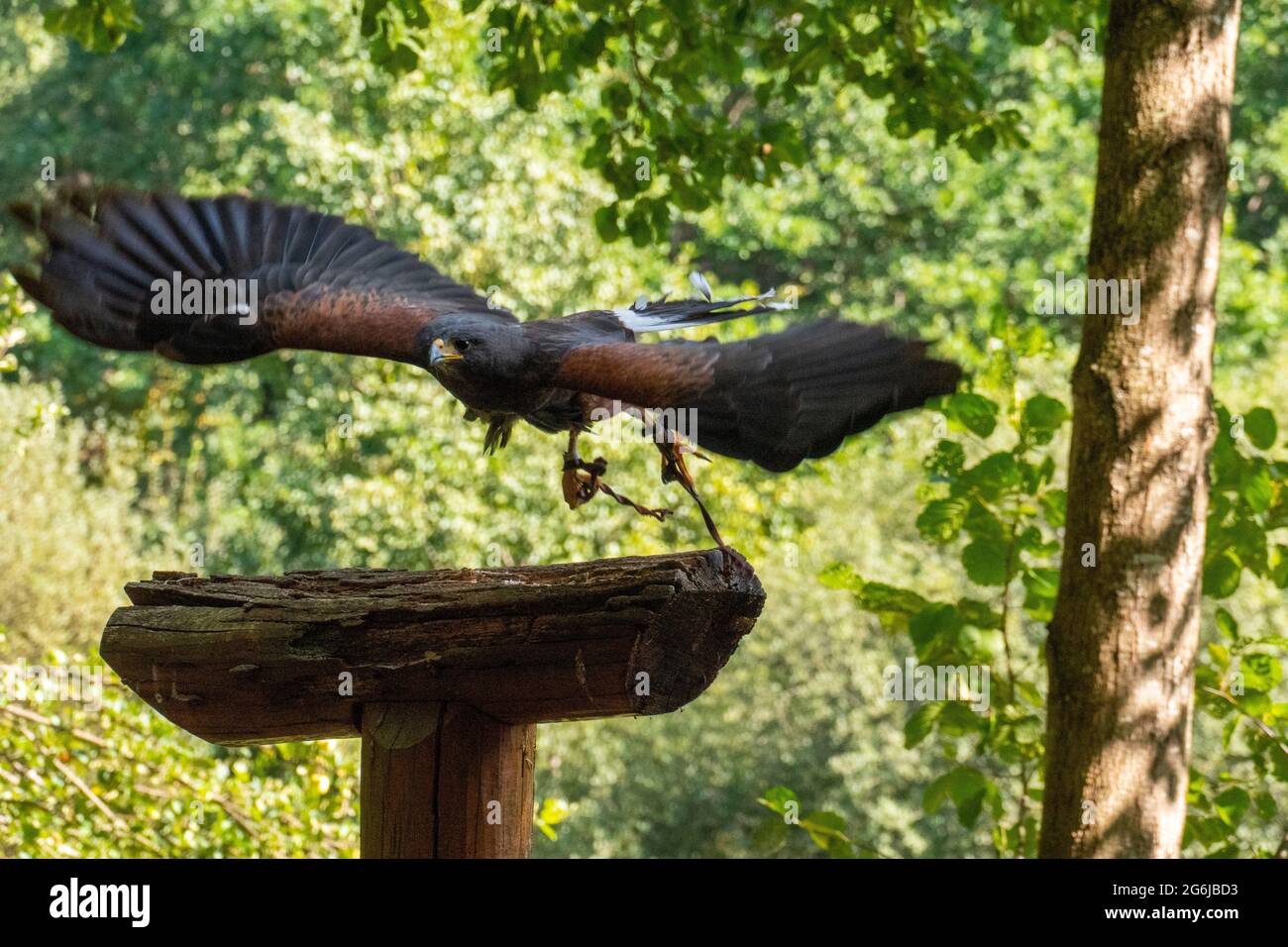 Falke mit Leine an den Beinen kommt angeflogen Stock Photo