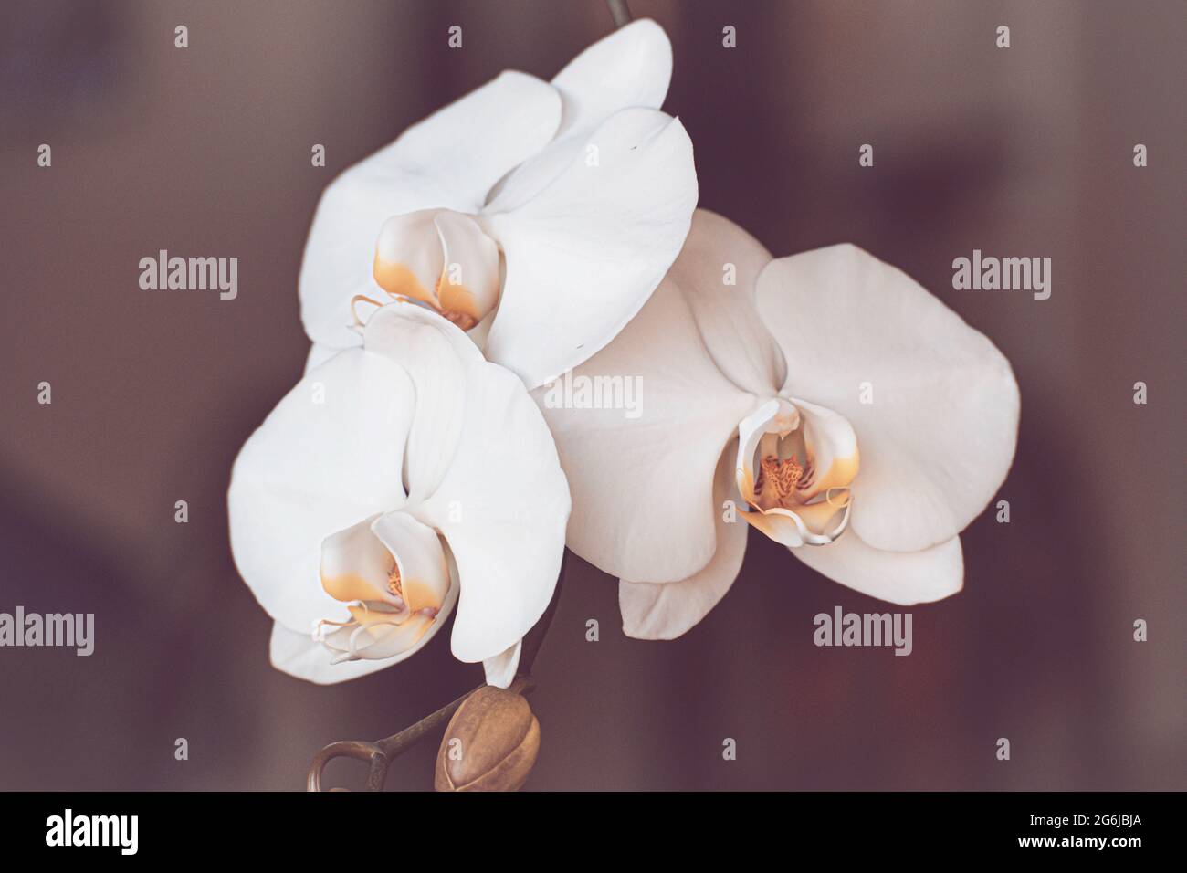 Harsh elegance hi-res stock photography and images - Alamy