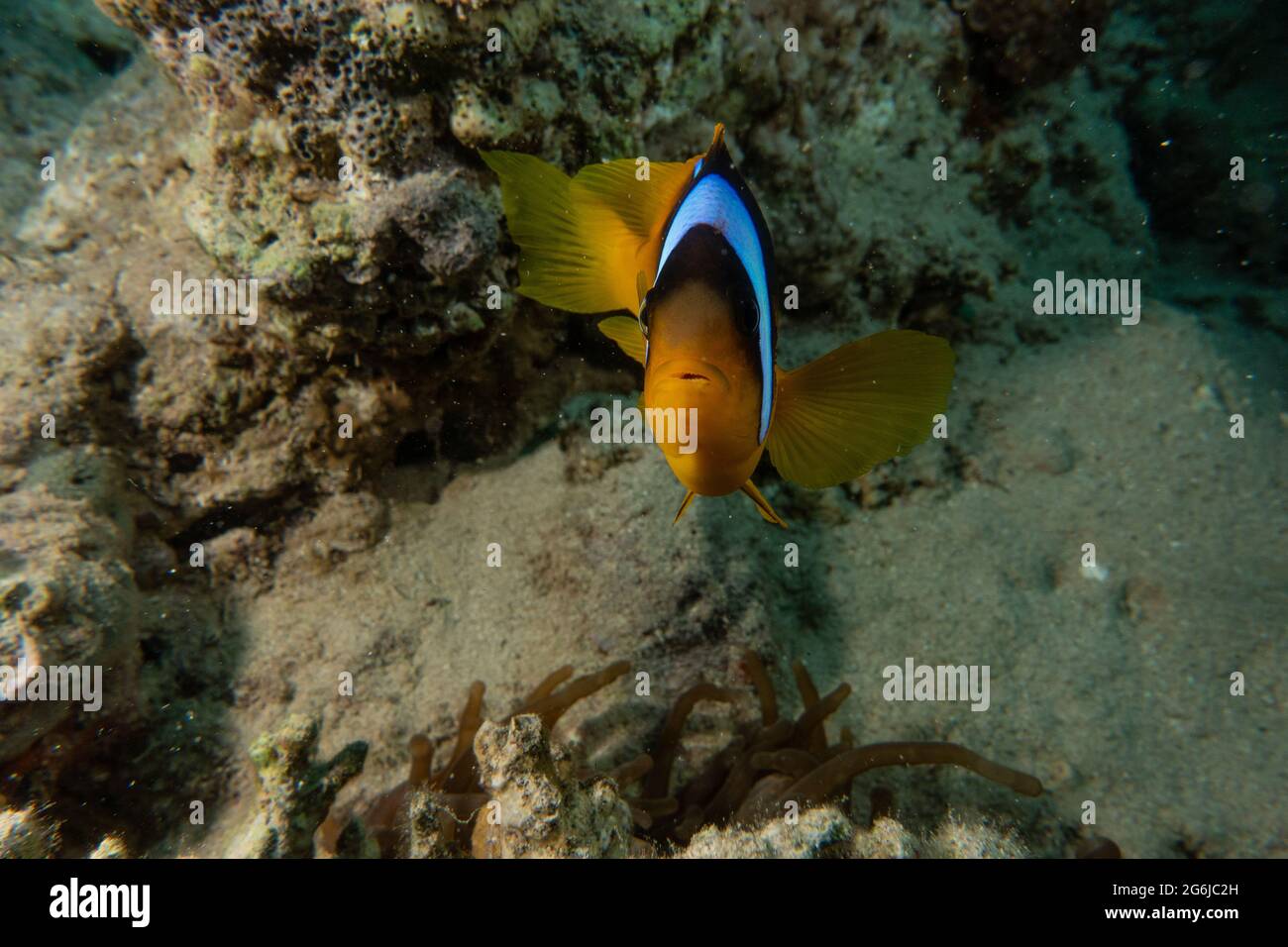 Clownfish in the Red Sea Colorful and beautiful, Eilat Israel Stock Photo