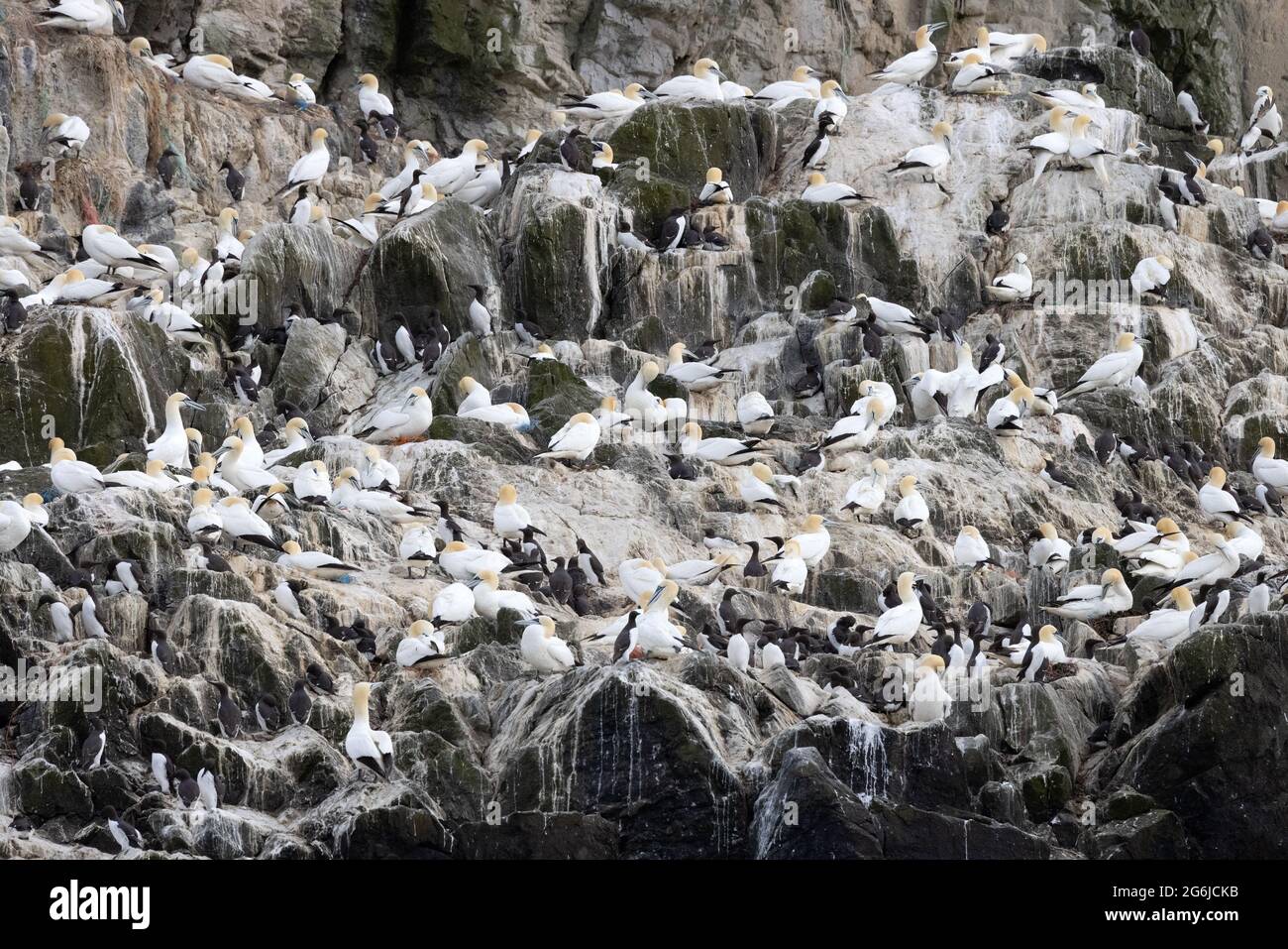 Grassholm Island, Wales, off the coast of Pembrokeshire, an uninhabited isle with a large Gannet colony, Morus bassanus, covering much of it; Wales UK Stock Photo