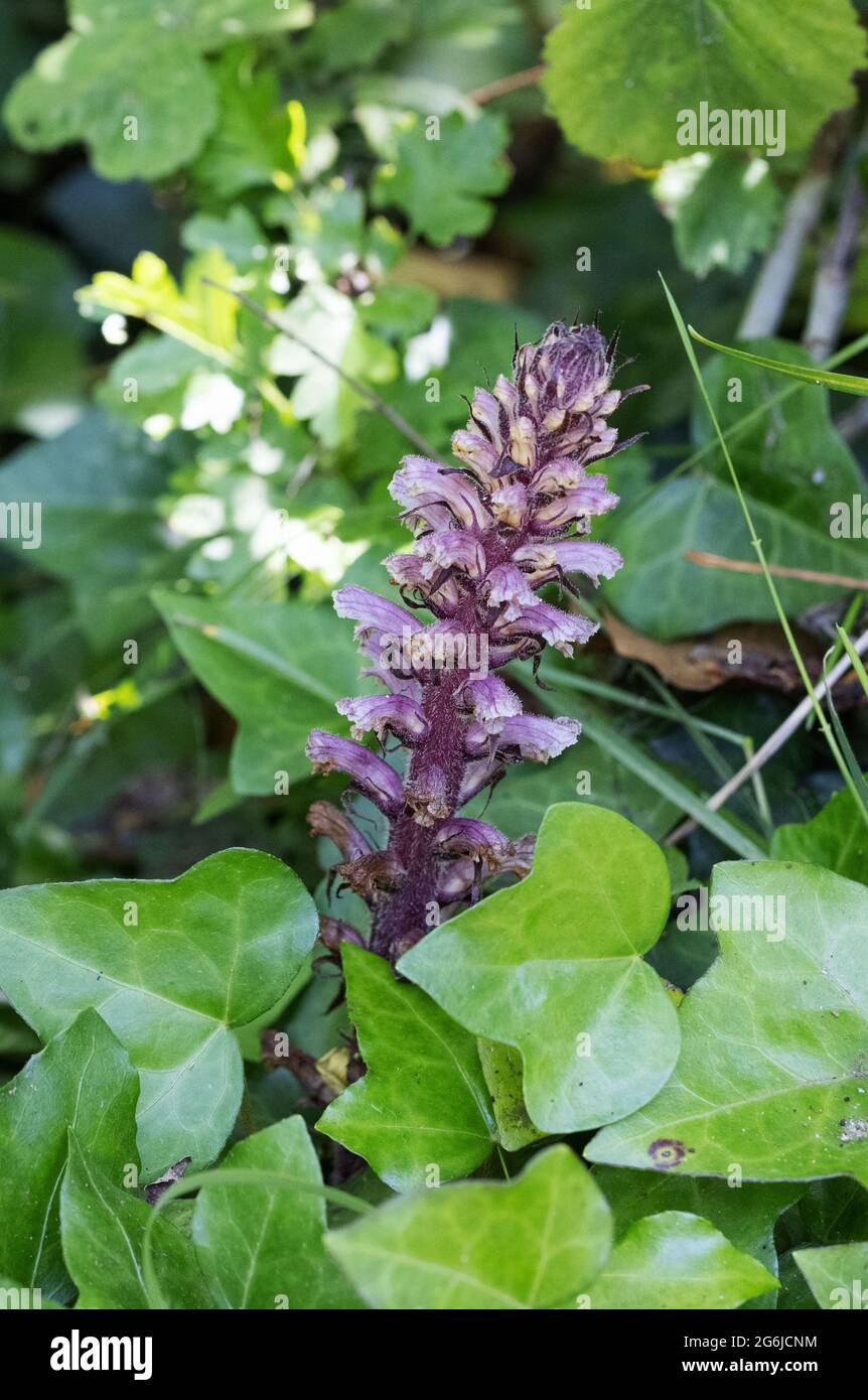 The Ivy Broomrape, Orobanche hederae, a parasitic plant growing on it's host, Ivy, in the UK Stock Photo