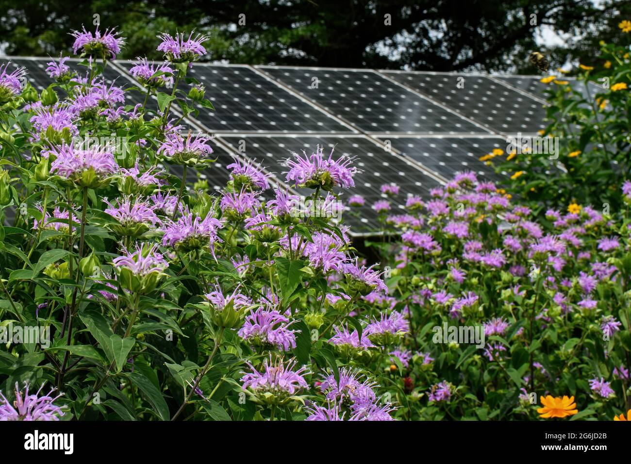 Bee balm with solar panels in the background illustrating ...