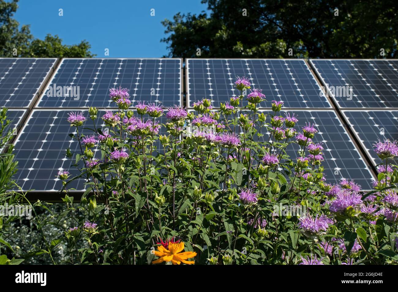 Bee balm with solar panels in the background illustrating ...