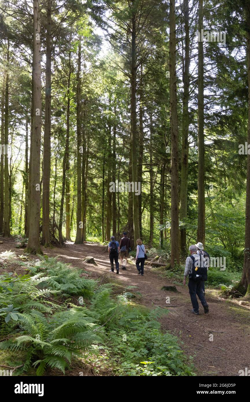 People walking in woodland; a group of adults, rear view, walking on a ...