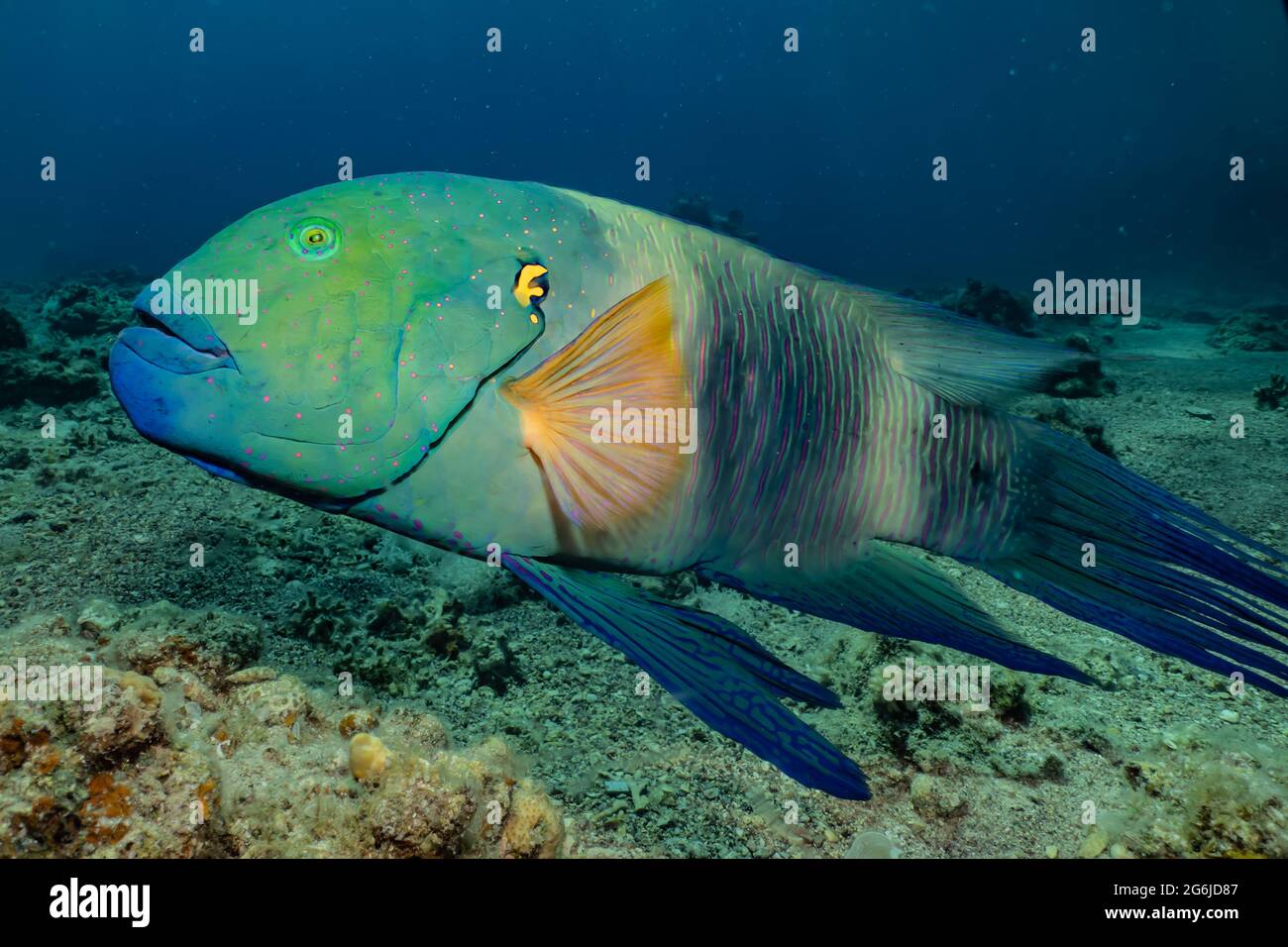 Isral Fish Fish swim in the Red Sea, colorful fish, Eilat Israel Stock Photo - Alamy