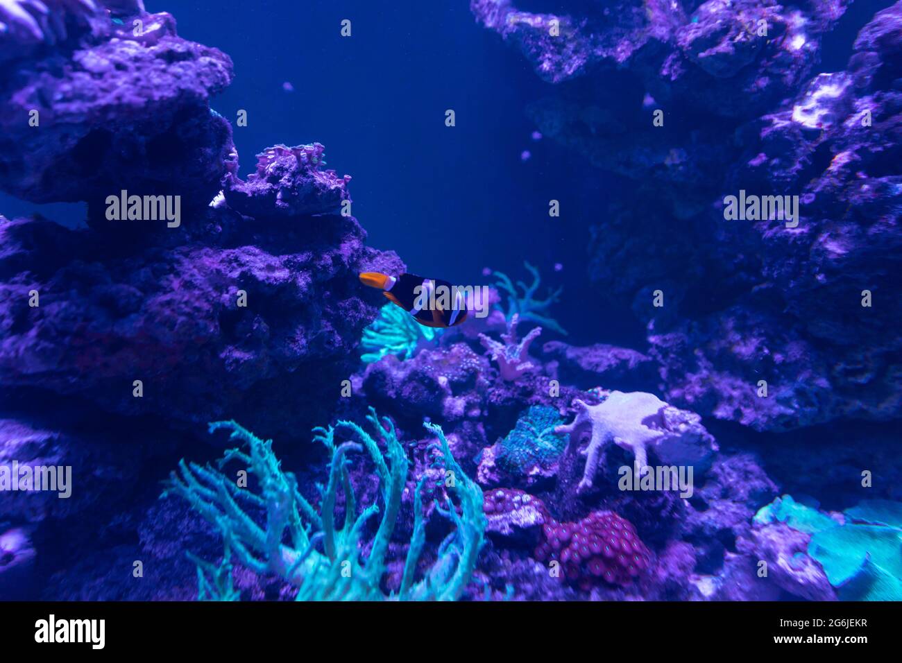 marine tropical fish in the blue water of corral reefs Stock Photo