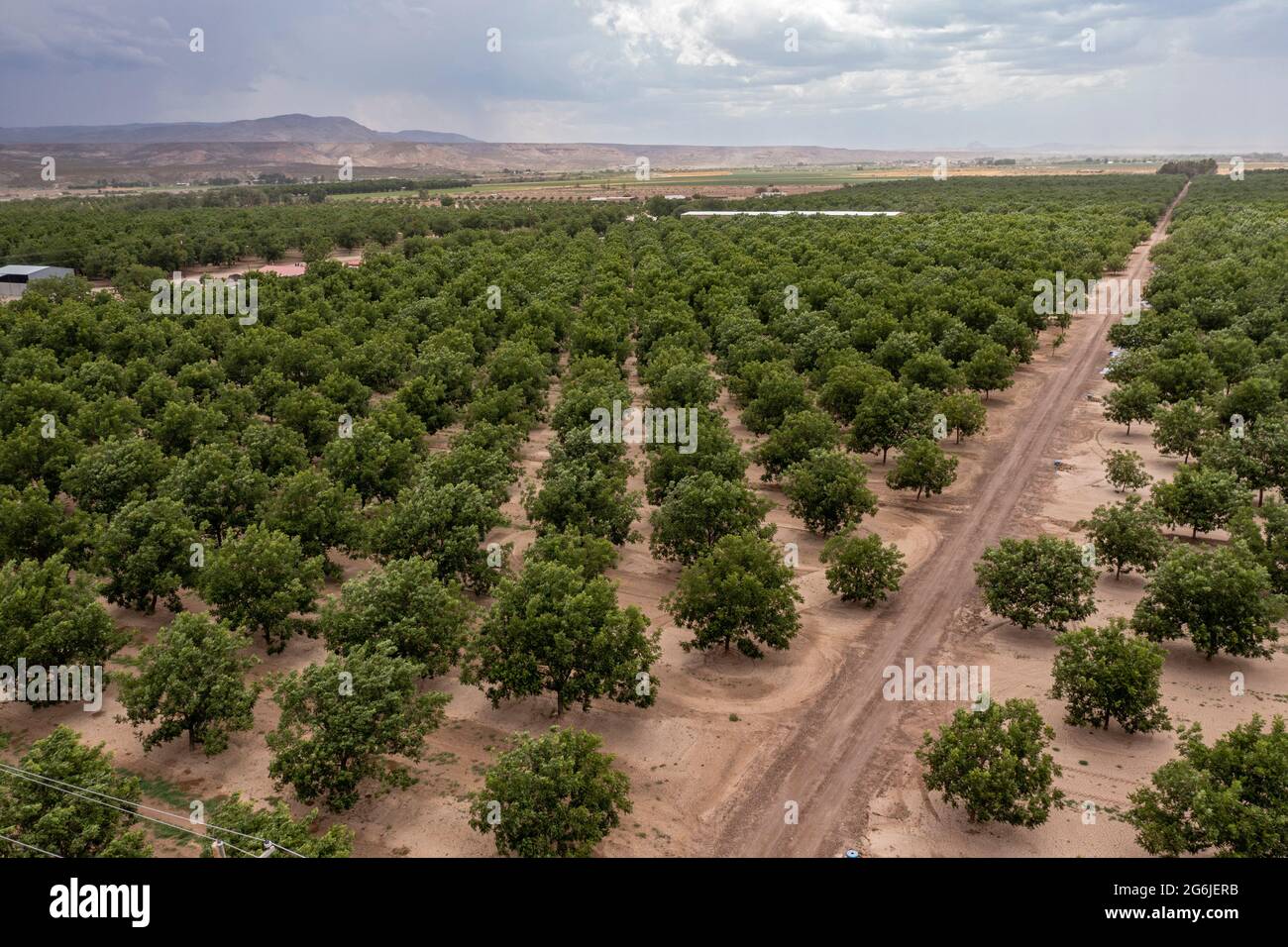 Rincon, New Mexico Waterhungry pecan trees growing in the midst of a