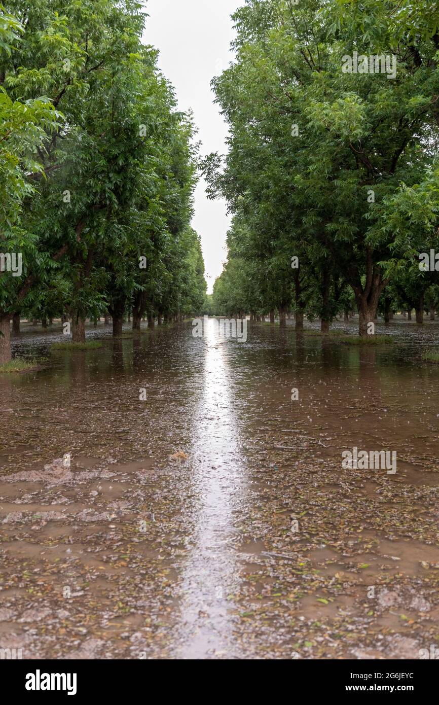 Las Cruces, New Mexico Waterhungry pecan trees growing in the midst
